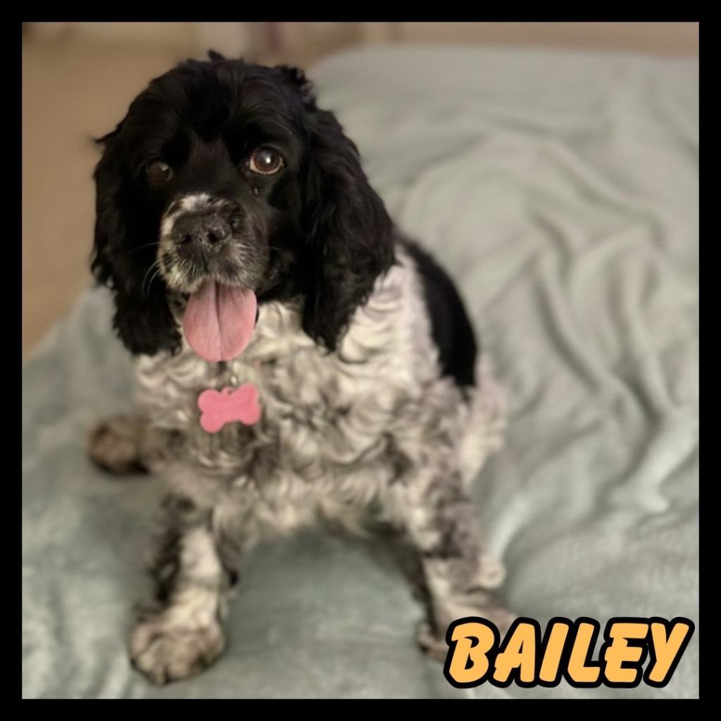 Enlarge Bailey, a Adoptable mixed breed in Mesa, AZ image 1/2