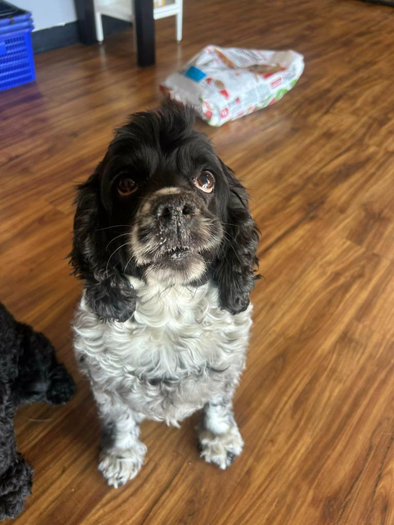 Enlarge Bailey, a Adoptable mixed breed in Mesa, AZ image 2/2