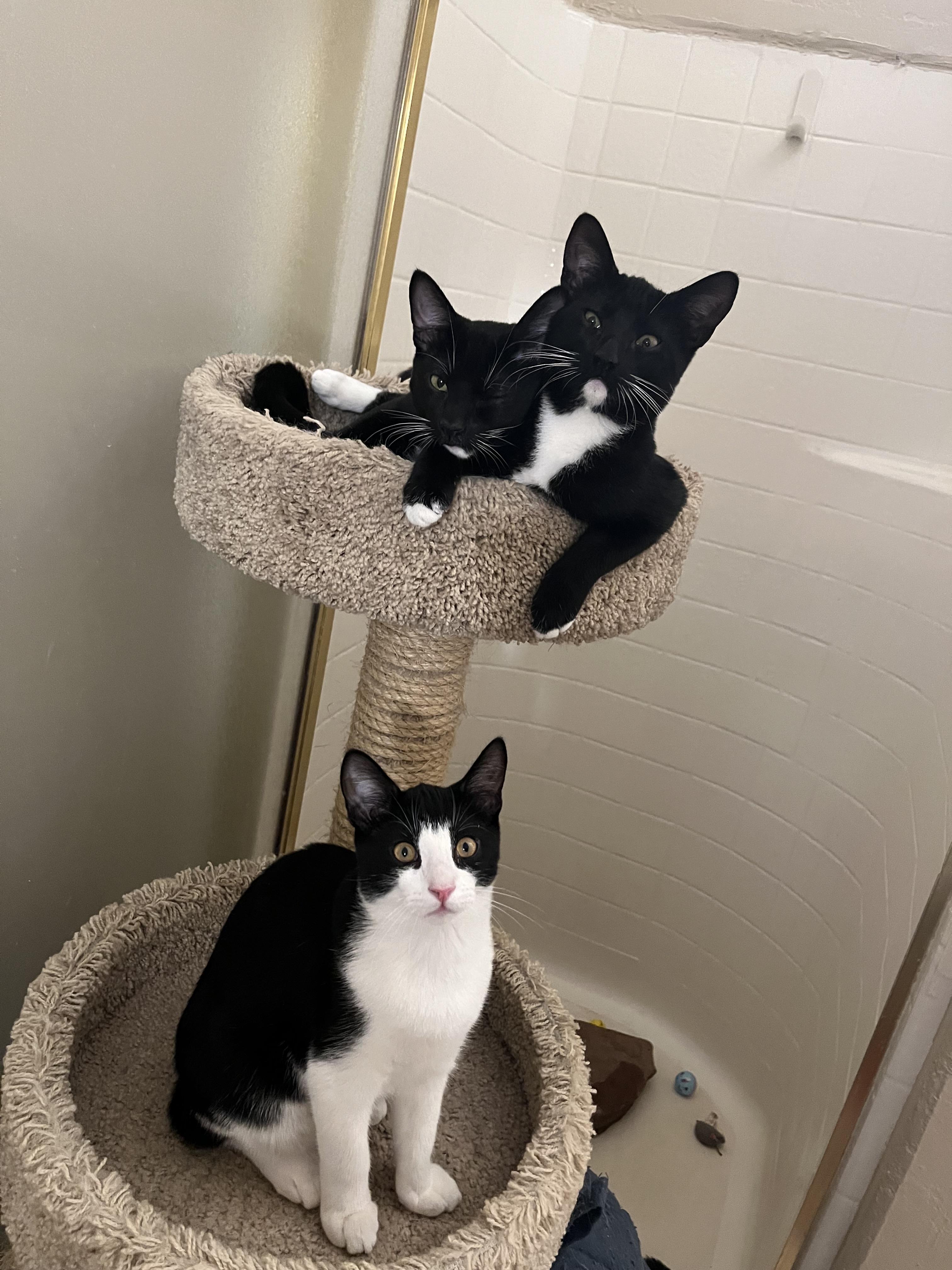 Harvey Group -(Kittens)