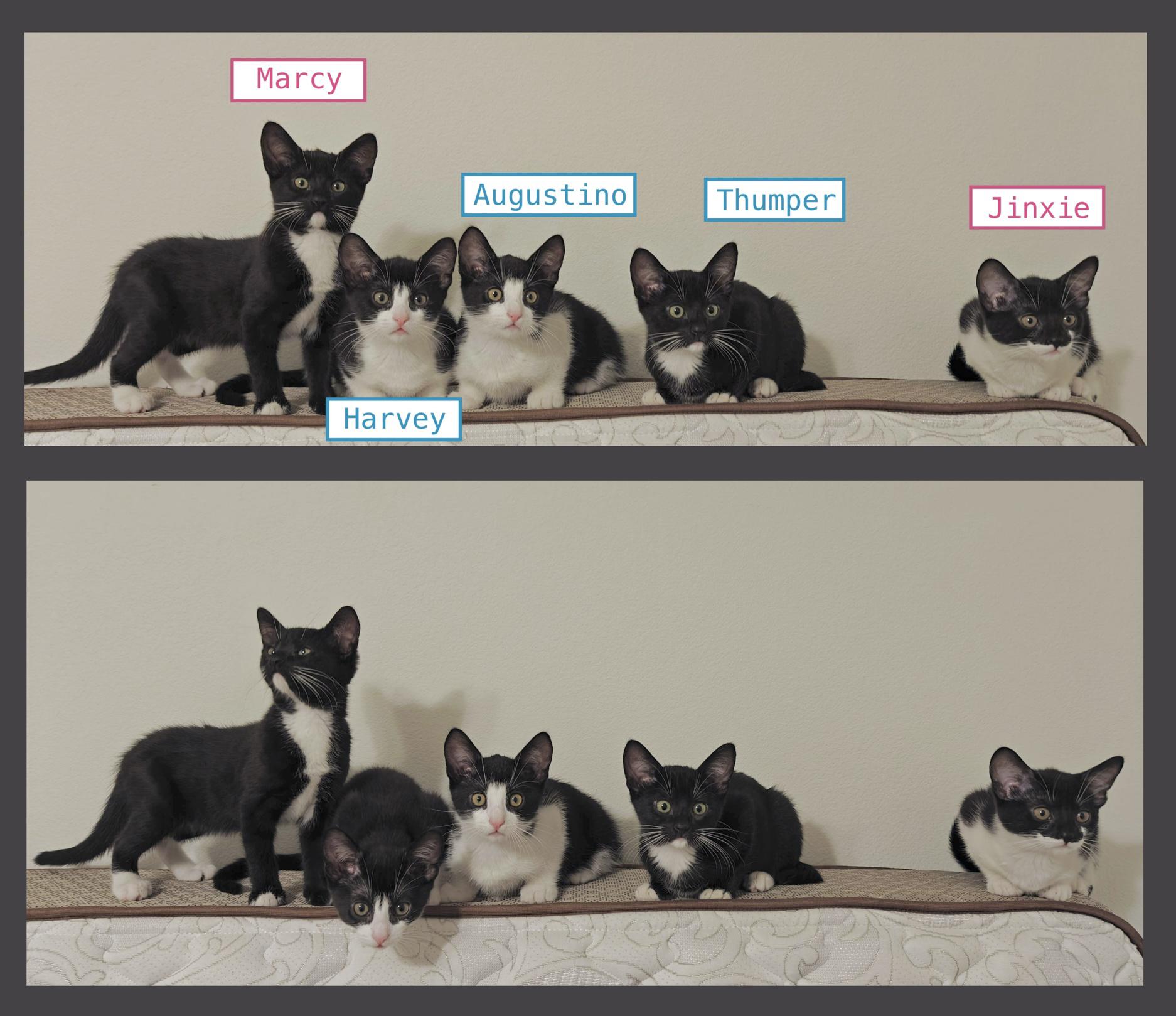 Harvey Group -(Kittens)