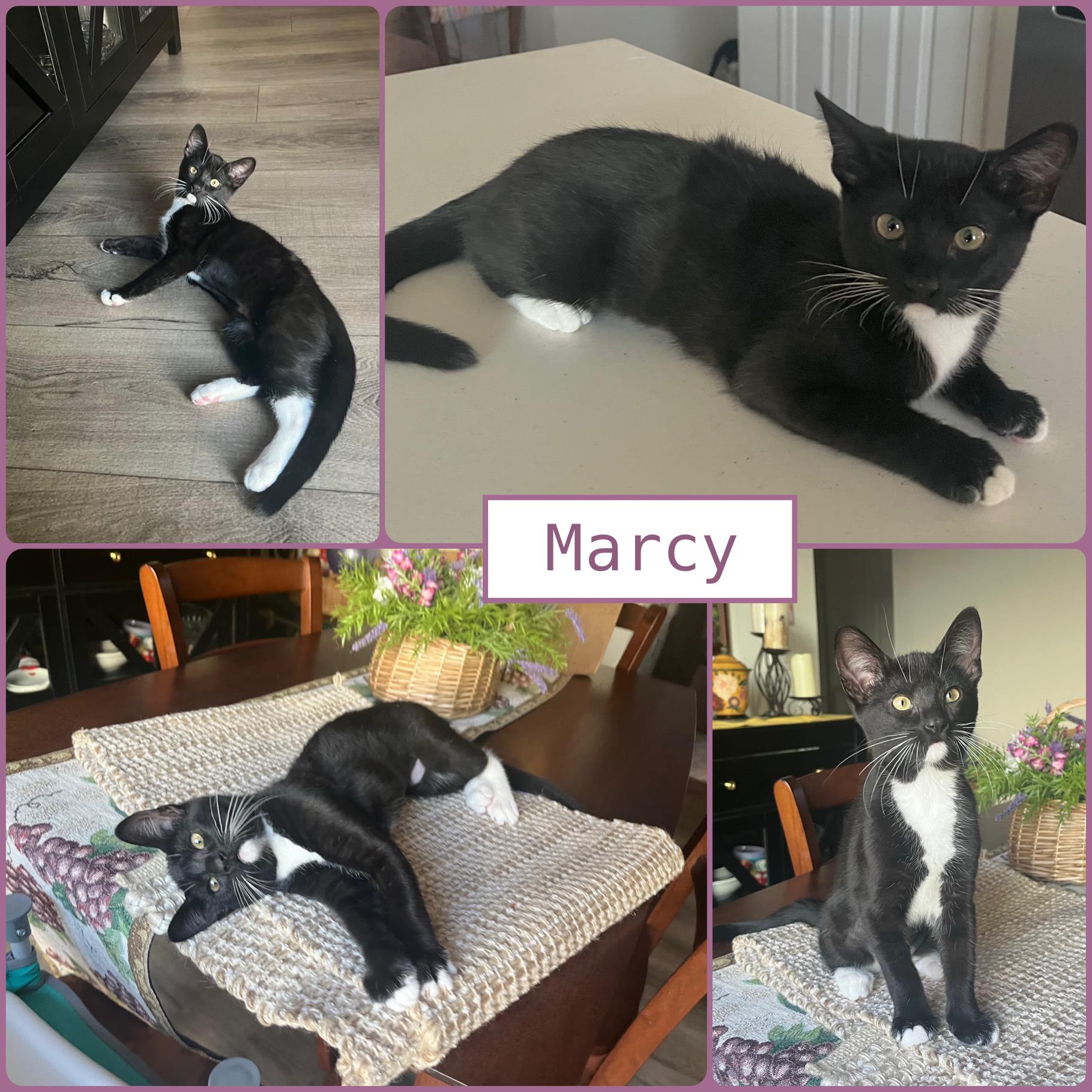 Harvey Group -(Kittens)