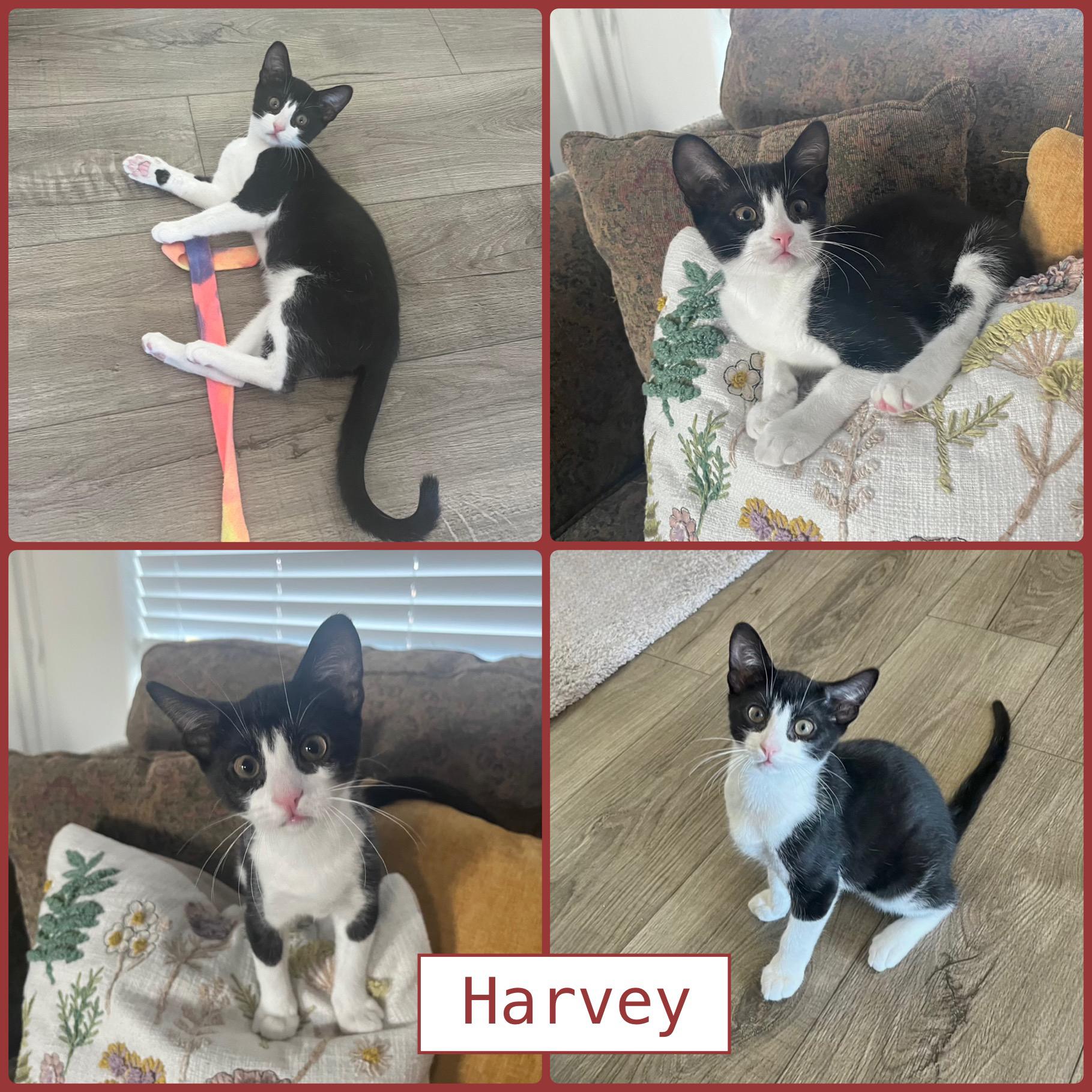 Harvey Group -(Kittens)