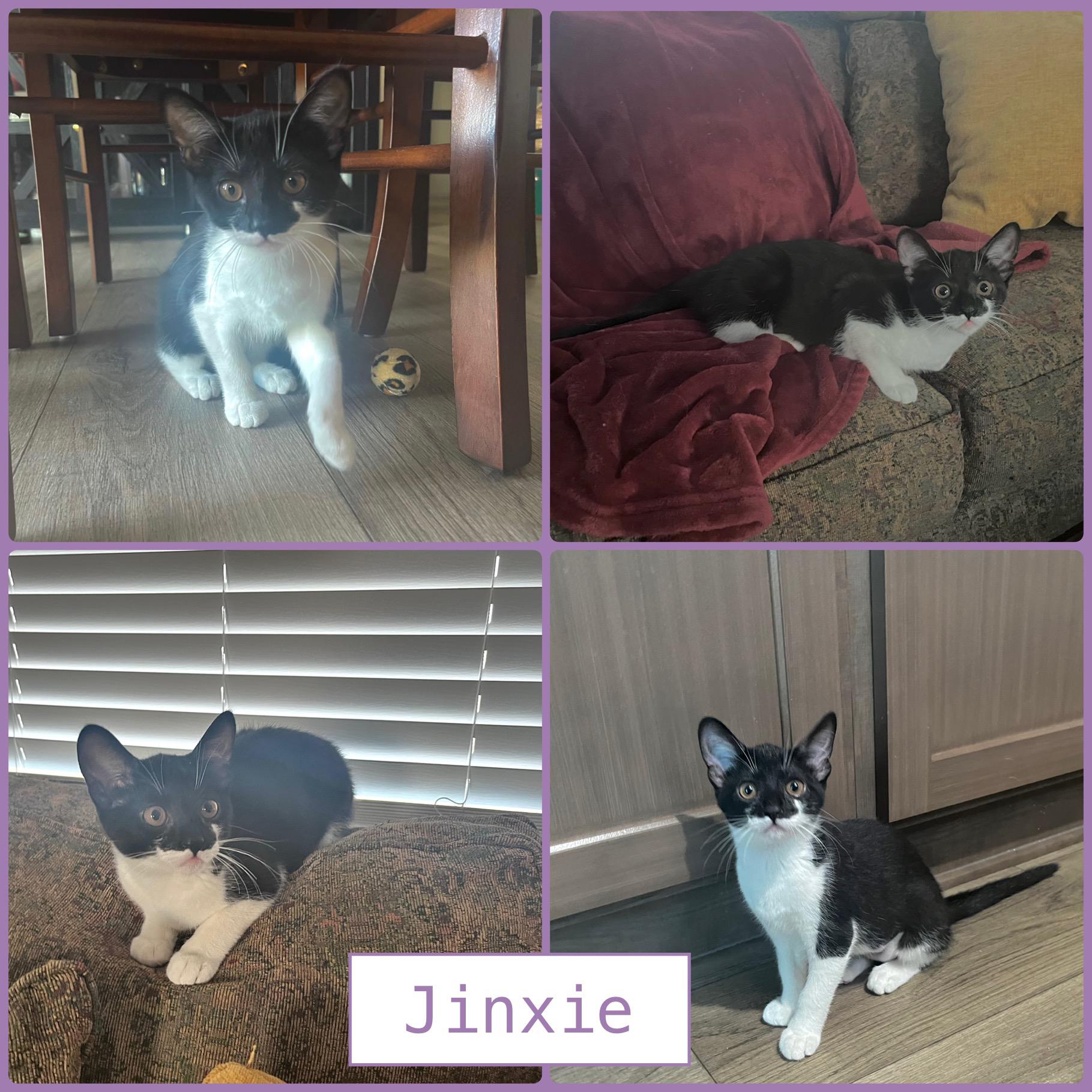 Harvey Group -(Kittens)