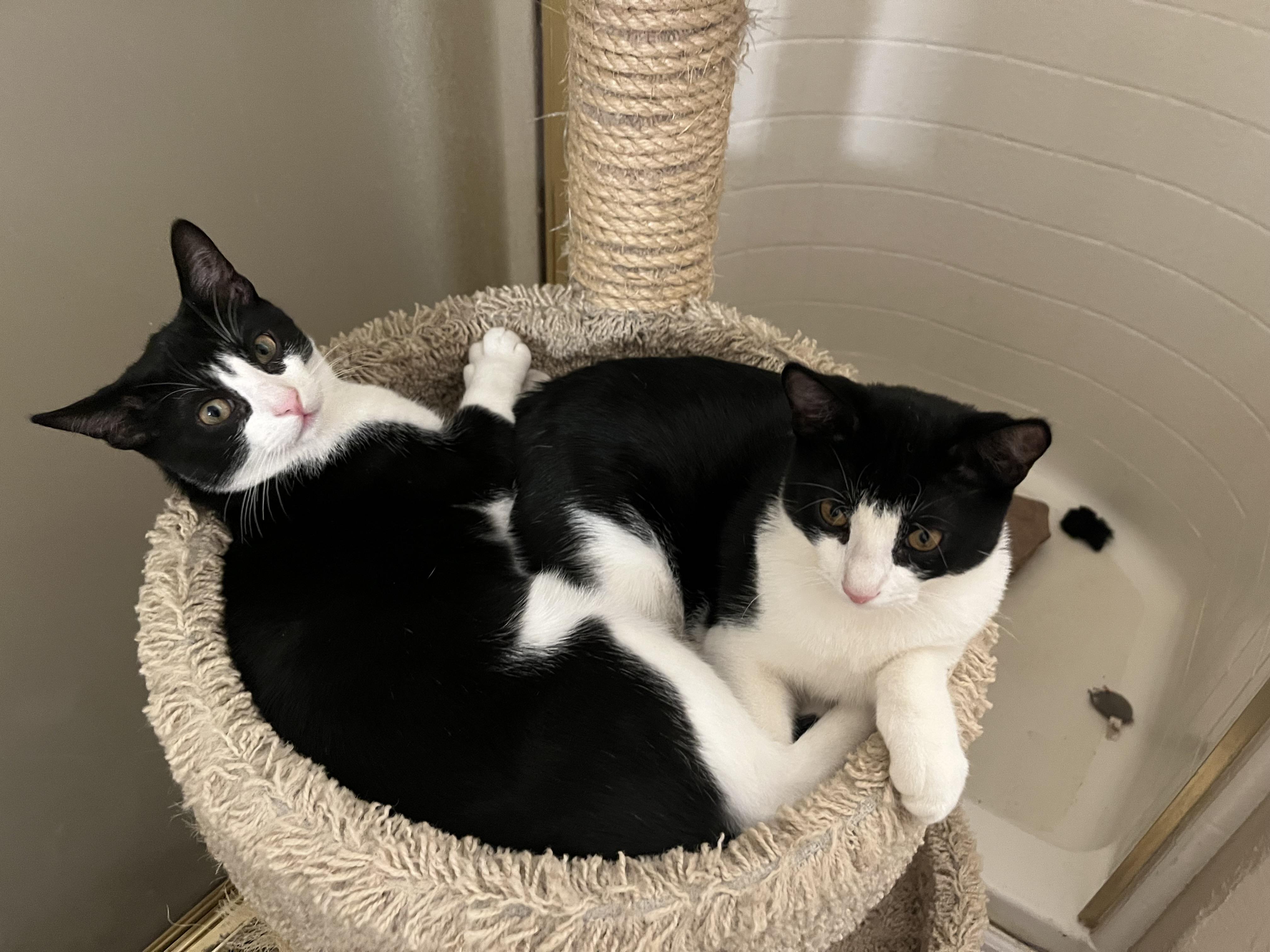 Harvey Group -(Kittens)
