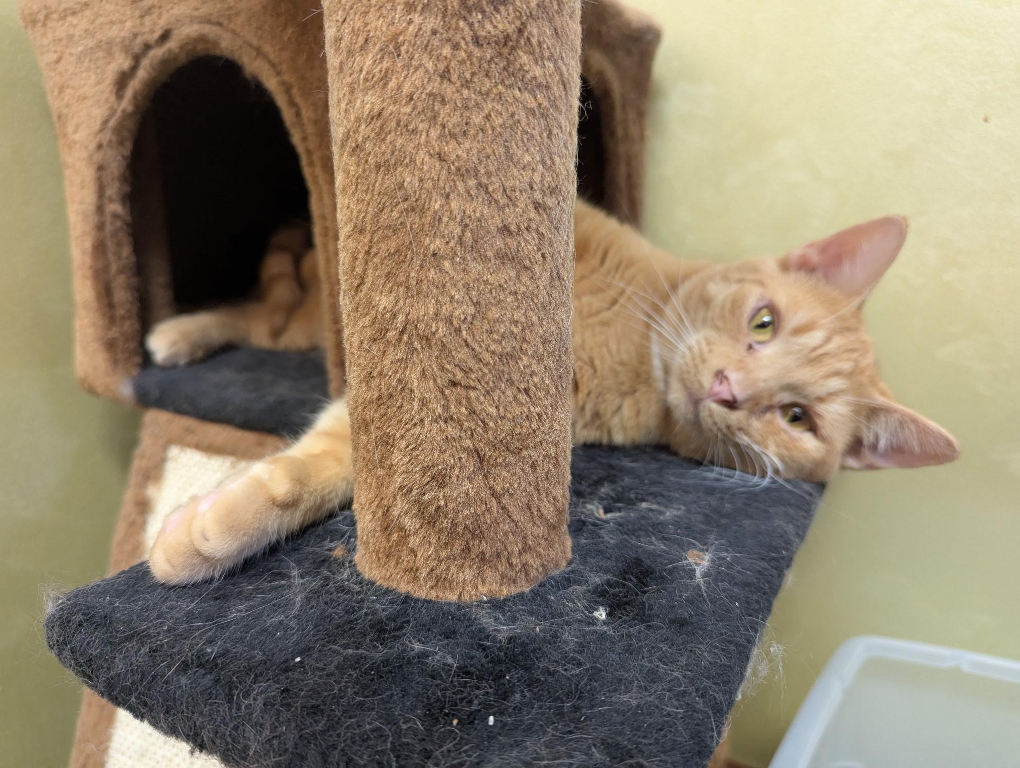 Charles (bonded with Camilla), Adoptable, Adult Male Domestic Short Hair.