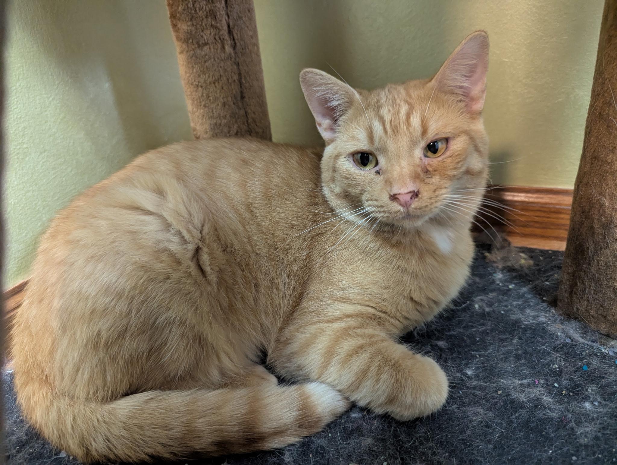 Charles (bonded with Camilla), a Adoptable Domestic Short Hair in Barrington Hills, IL image 2/6