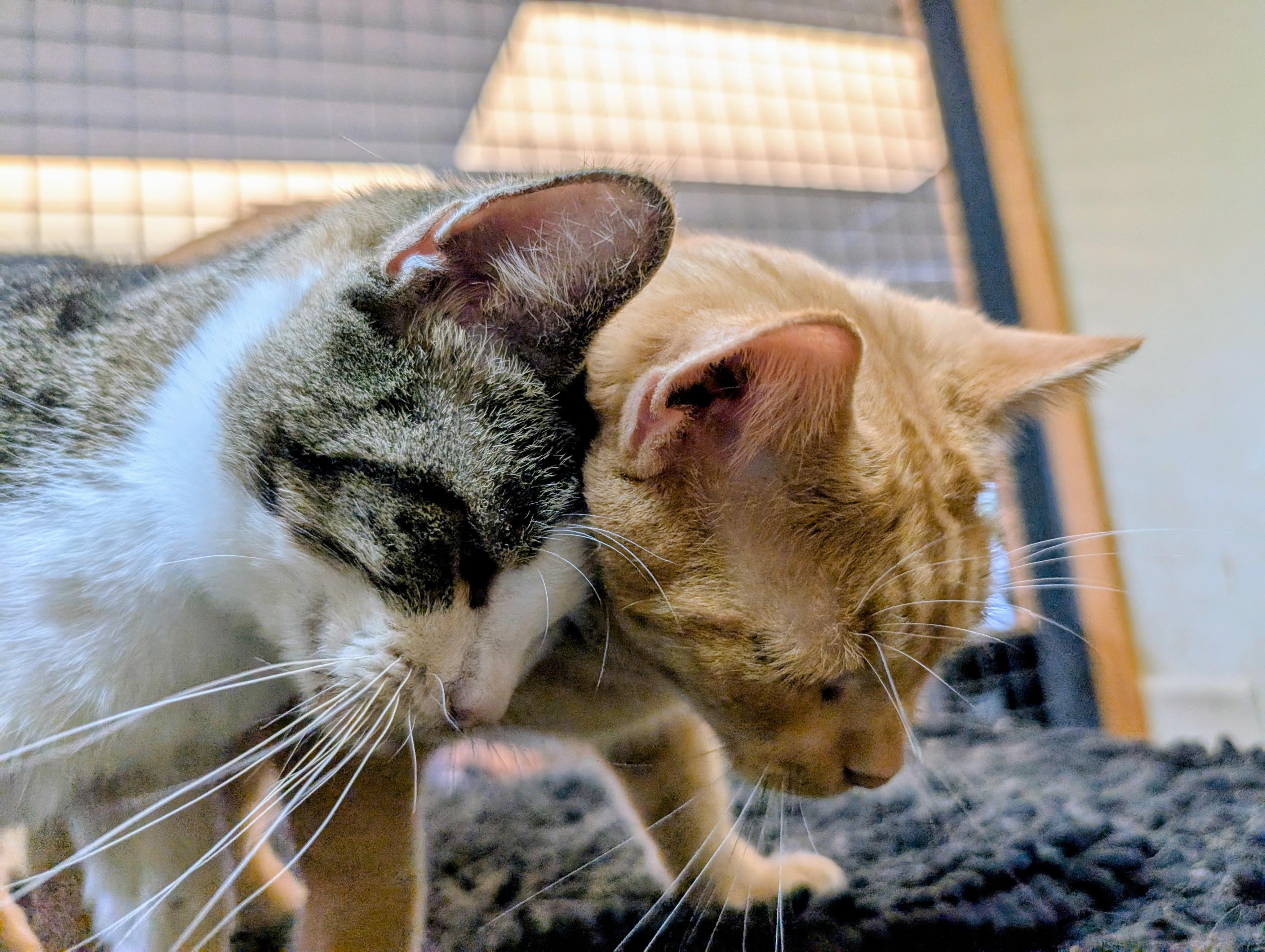 Charles (bonded with Camilla), a Adoptable Domestic Short Hair in Barrington Hills, IL image 6/6