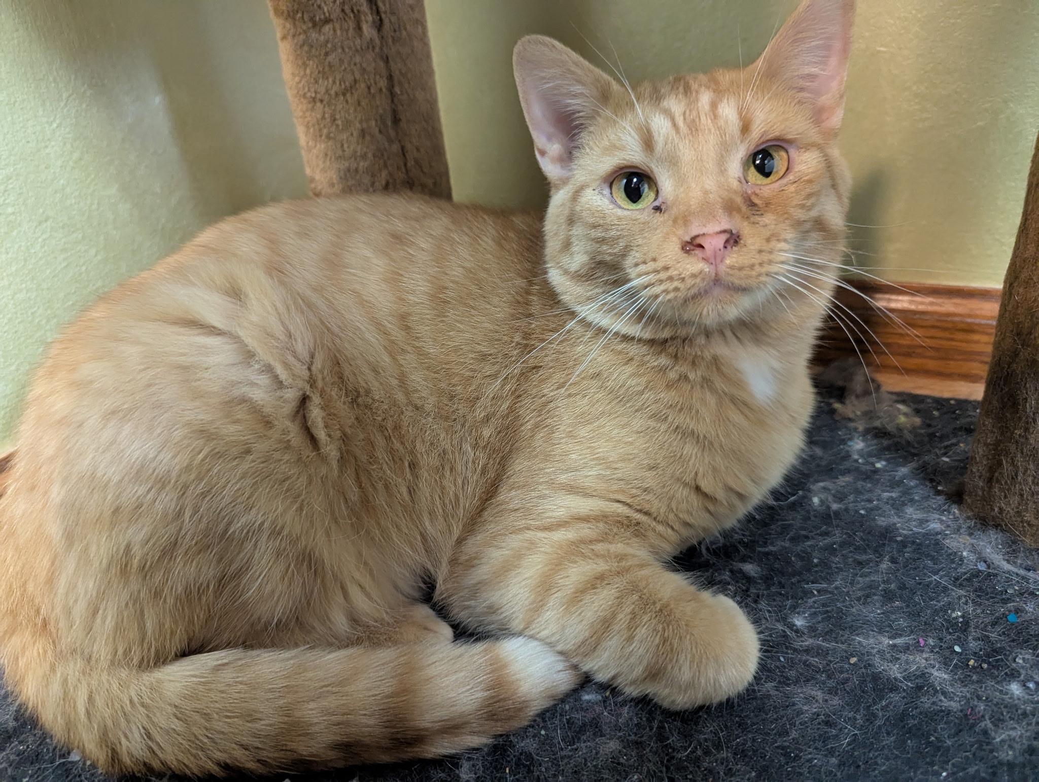 Charles (bonded with Camilla), a Adoptable Domestic Short Hair in Barrington Hills, IL image 3/6