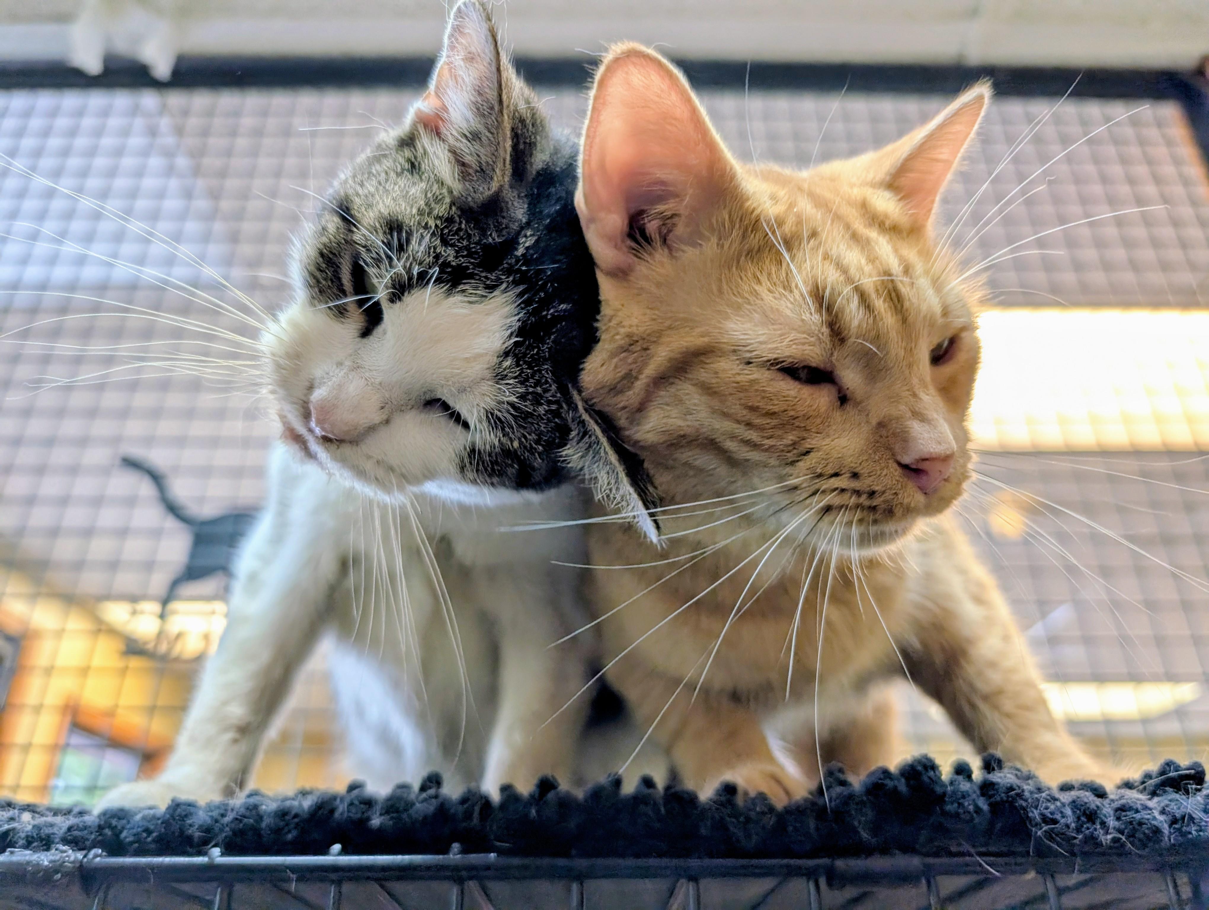 Charles (bonded with Camilla), a Adoptable Domestic Short Hair in Barrington Hills, IL image 5/6