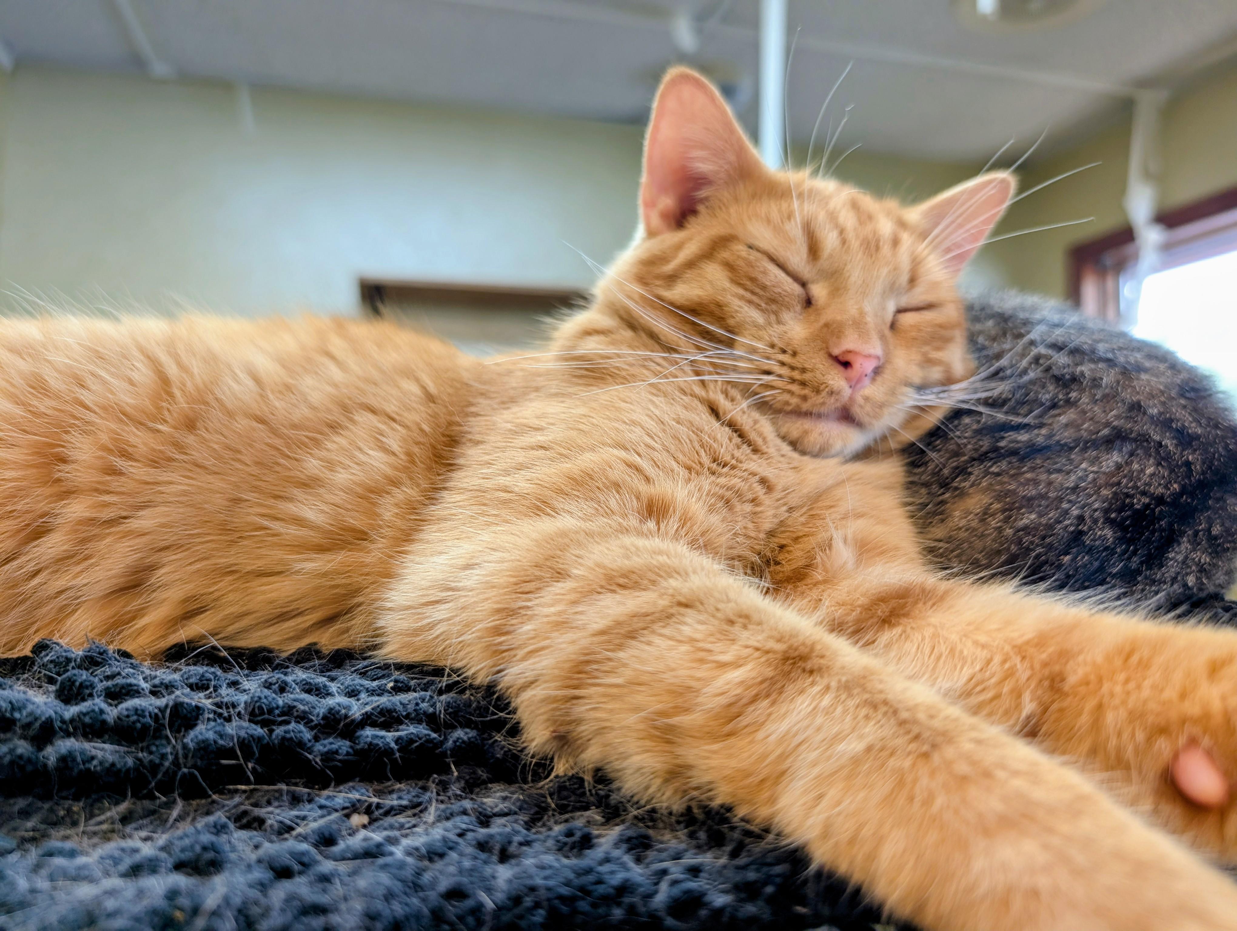 Charles (bonded with Camilla), a Adoptable Domestic Short Hair in Barrington Hills, IL image 4/6