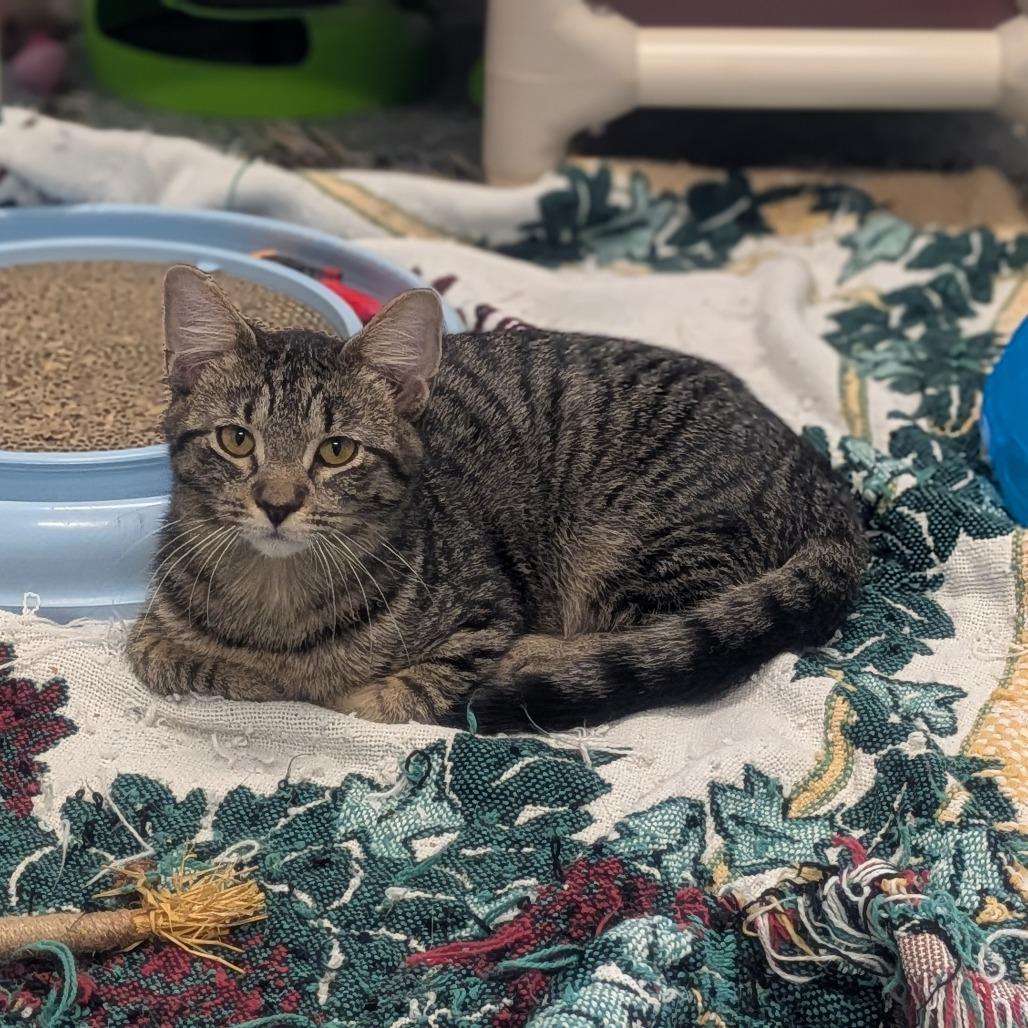 Enlarge Cornbread, a Adoptable Domestic Short Hair in Prairie du Chien, WI image 1/1