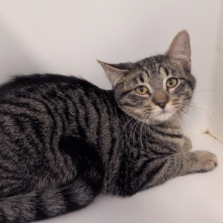 Cornbread, Adoptable, Kitten Male Domestic Short Hair.