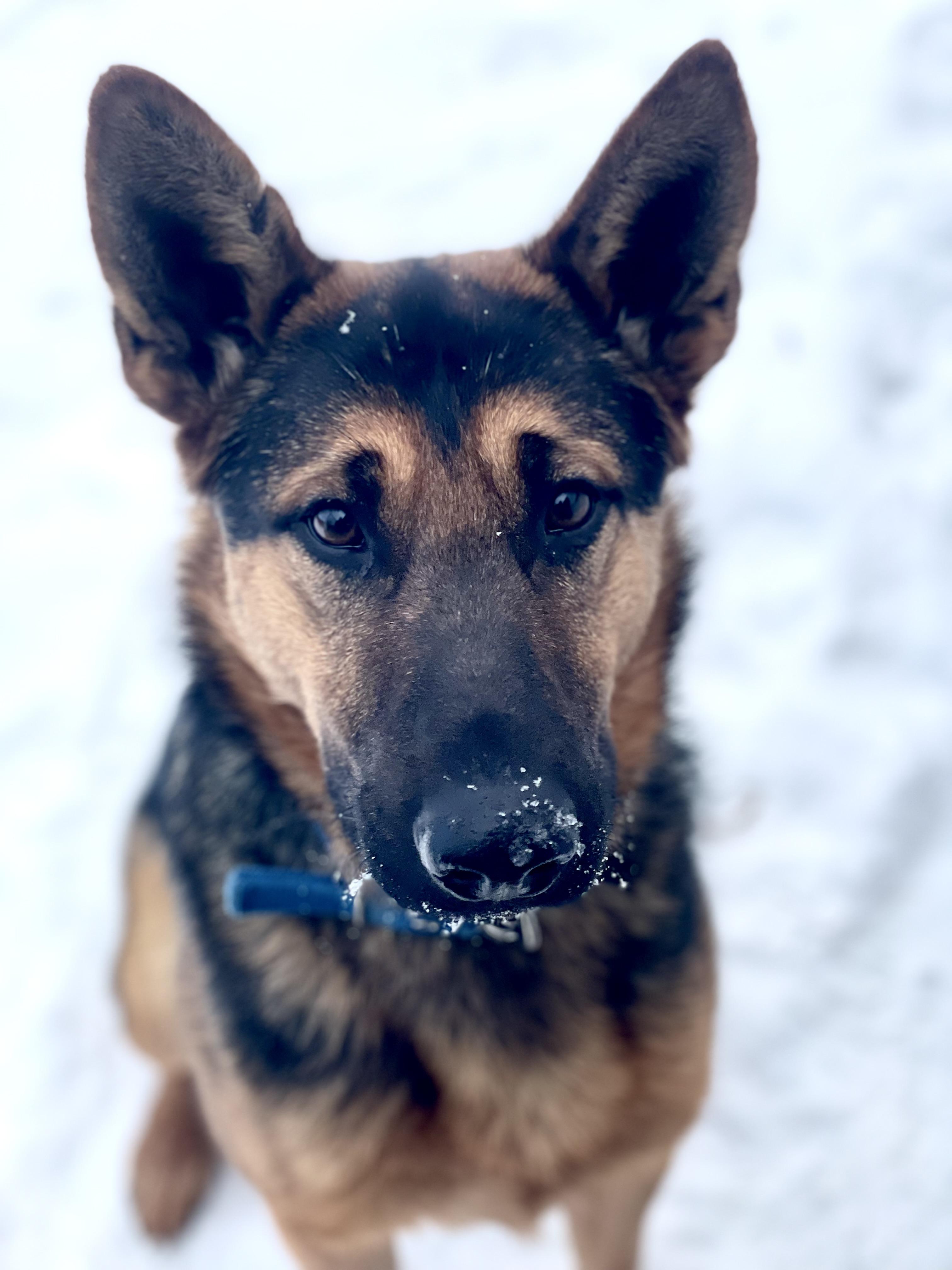 Dickie Doodle, Adoptable, Young Male German Shepherd Dog.