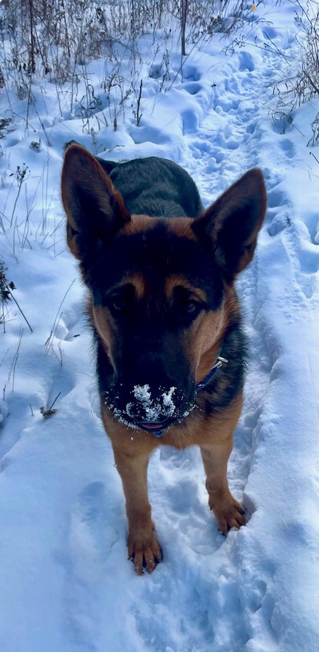 Enlarge Dickie Doodle, a Adoptable German Shepherd Dog in Terra Cotta, ON image 4/4