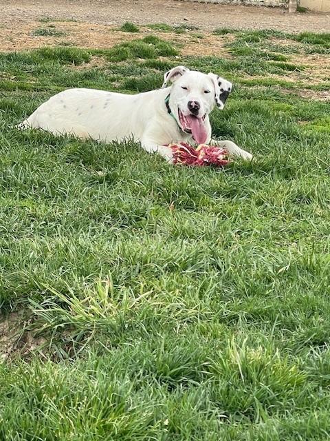 Enlarge Josie, a ADOPTABLE mixed breed in Augusta, WV image 5/5