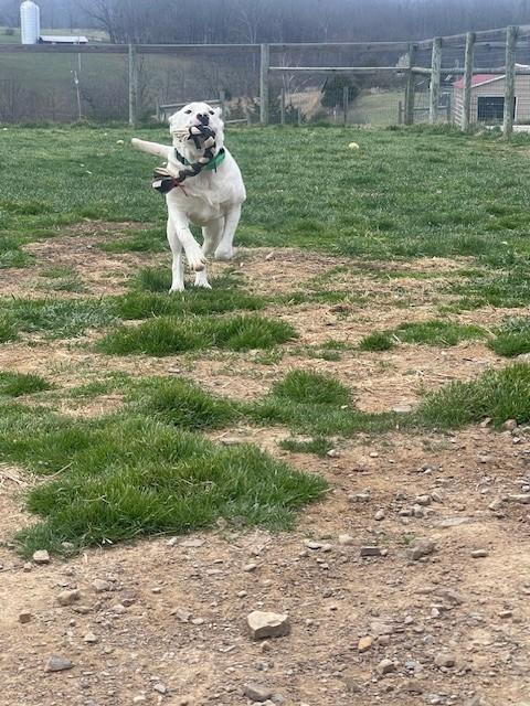 Enlarge Josie, a ADOPTABLE mixed breed in Augusta, WV image 3/5