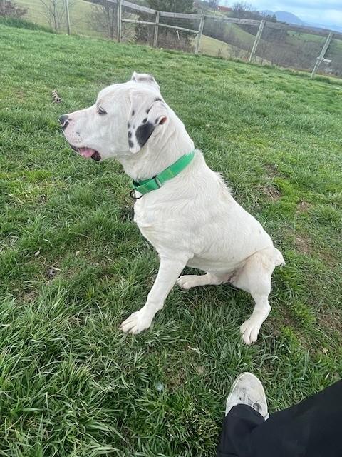 Enlarge Josie, a ADOPTABLE mixed breed in Augusta, WV image 4/5