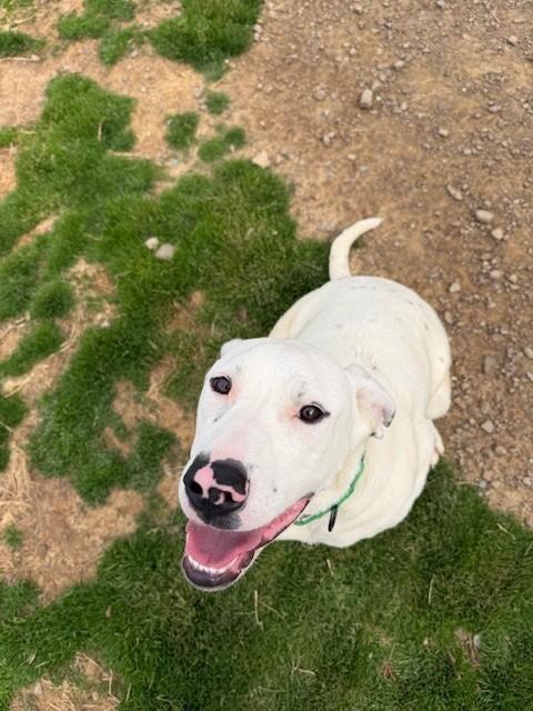 Enlarge Josie, a ADOPTABLE mixed breed in Augusta, WV image 1/5