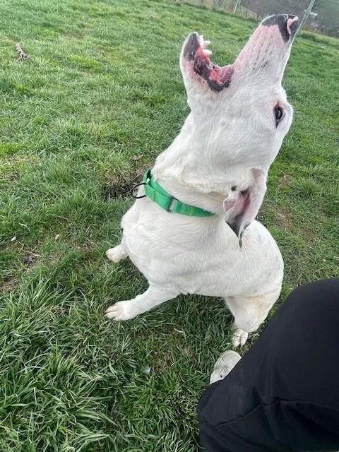 Enlarge Josie, a ADOPTABLE mixed breed in Augusta, WV image 2/5