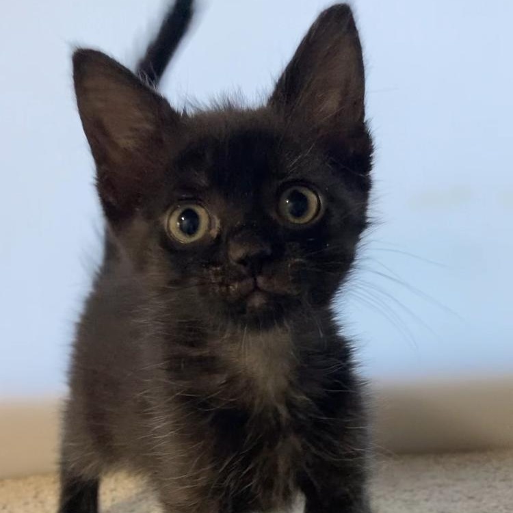 Amethyst, ADOPTABLE, Kitten Female Domestic Short Hair.
