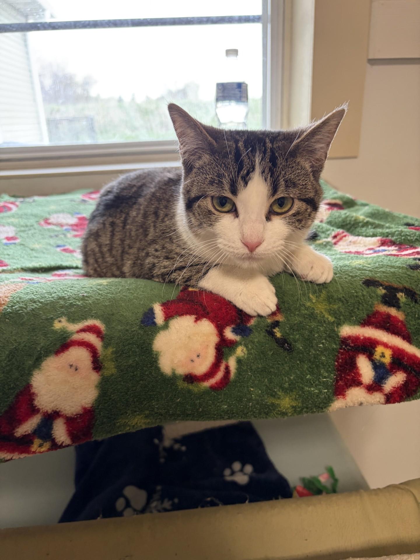 Enlarge Norbert, a ADOPTABLE Domestic Short Hair in Lincoln, IL image 3/3