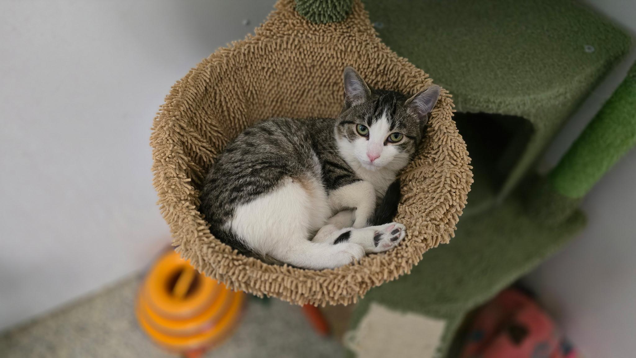 Enlarge Norbert, a ADOPTABLE Domestic Short Hair in Lincoln, IL image 1/1