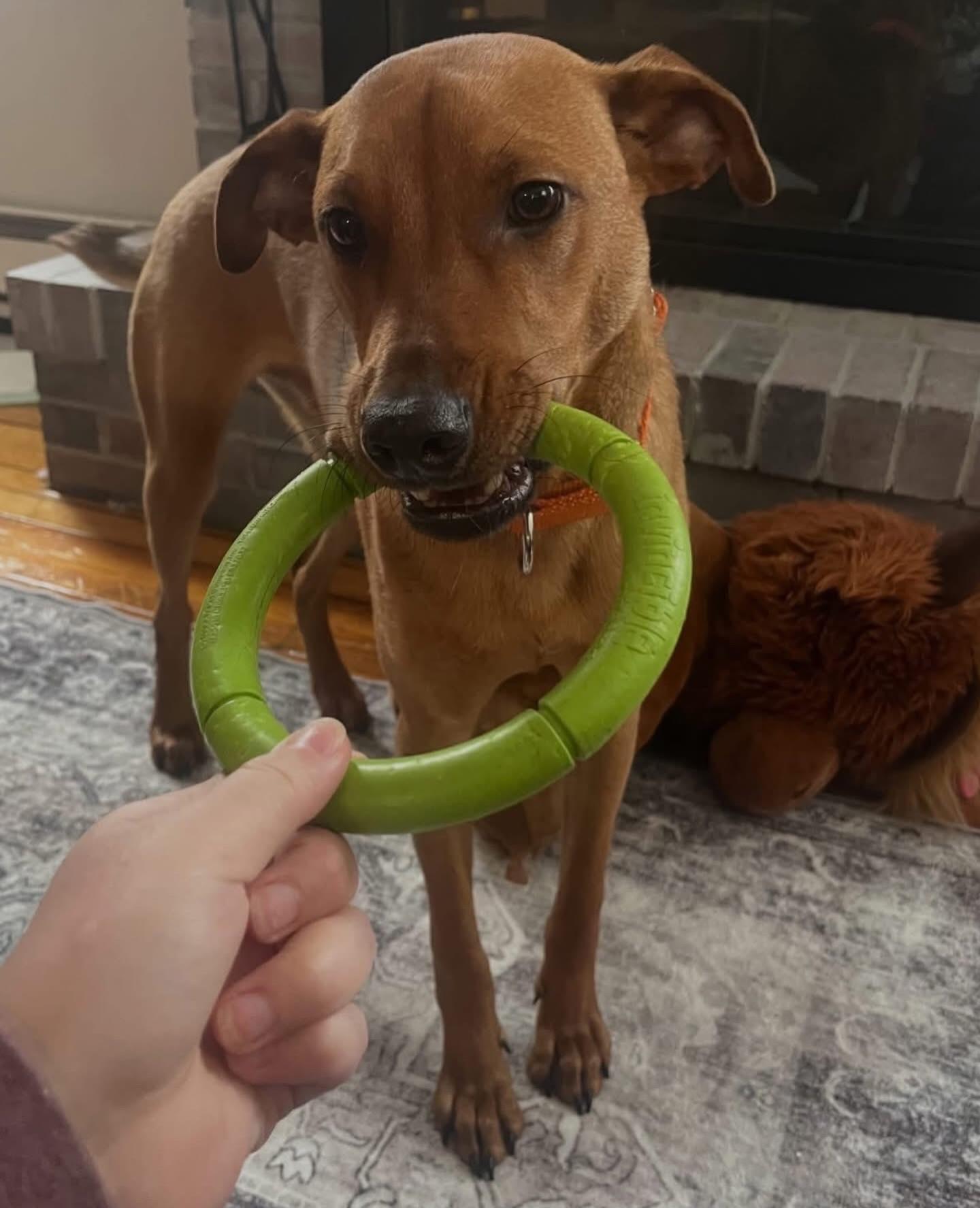 Bacon, ADOPTABLE, Young Male Rhodesian Ridgeback & Labrador Retriever.