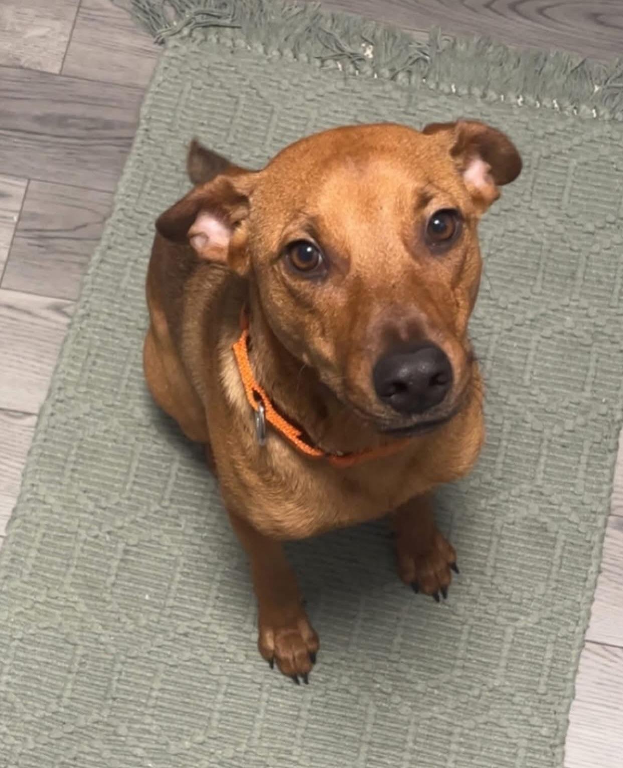 Enlarge Bacon, a ADOPTABLE mixed breed in Salem, NH image 2/5