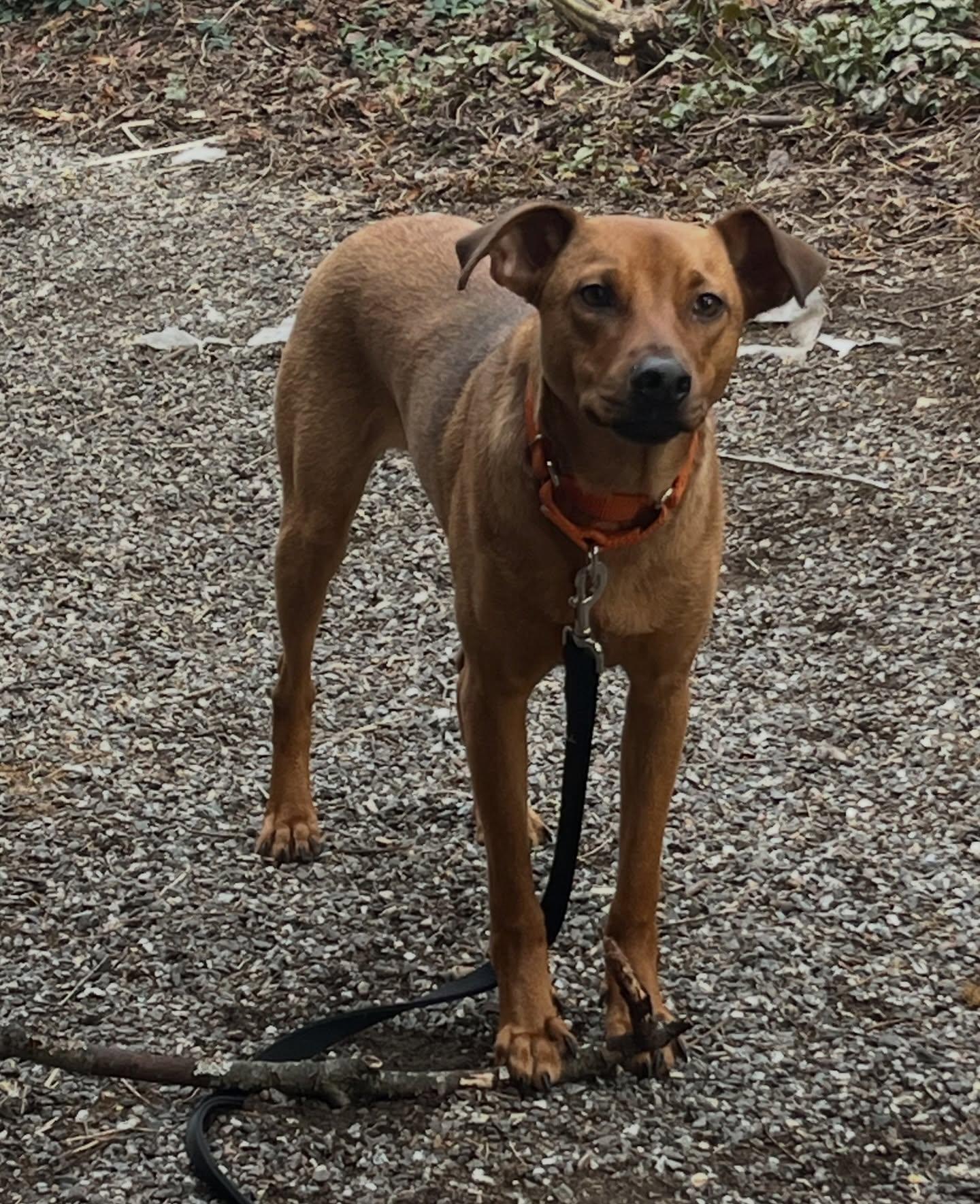 Enlarge Bacon, a ADOPTABLE mixed breed in Salem, NH image 4/5