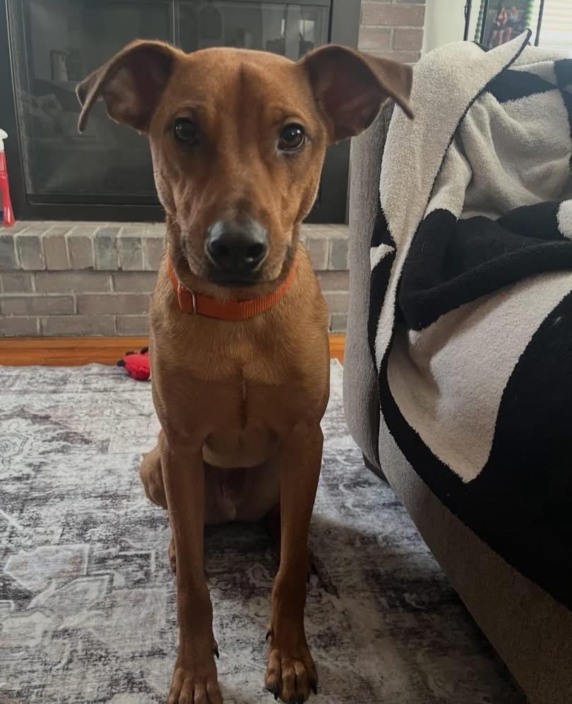 Enlarge Bacon, a ADOPTABLE mixed breed in Salem, NH image 3/5