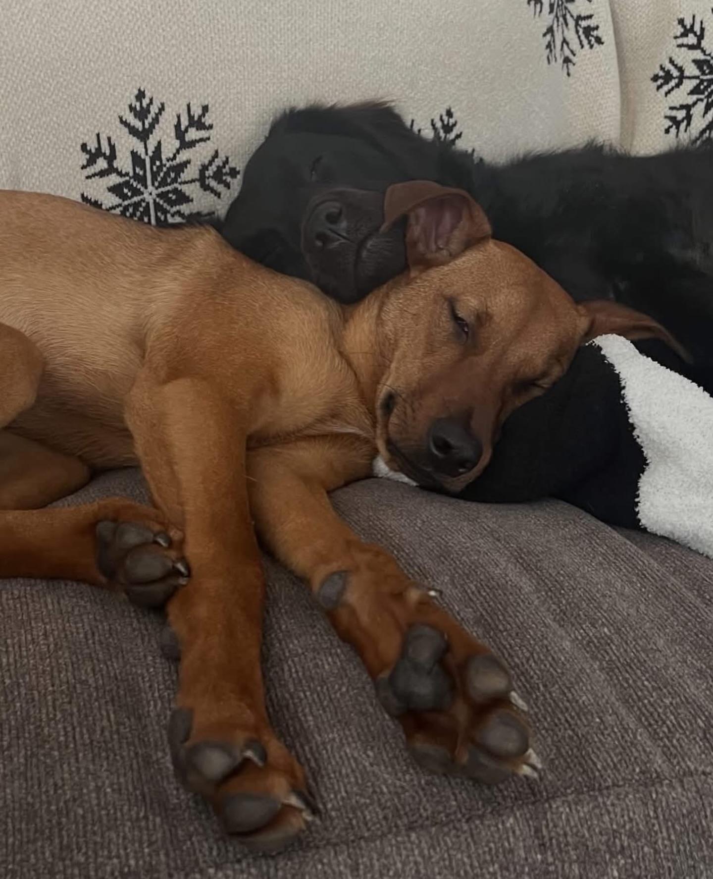 Enlarge Bacon, a ADOPTABLE mixed breed in Salem, NH image 5/5