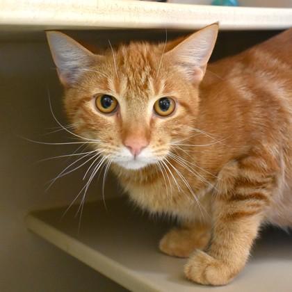 Buddy Buddy, Adoptable, Young Male Domestic Short Hair.