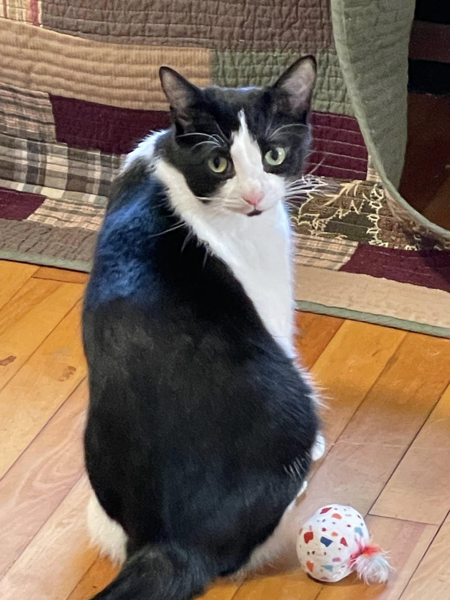 Stitch & Lilo, a Adoptable Tuxedo in Bath, ME image 2/5