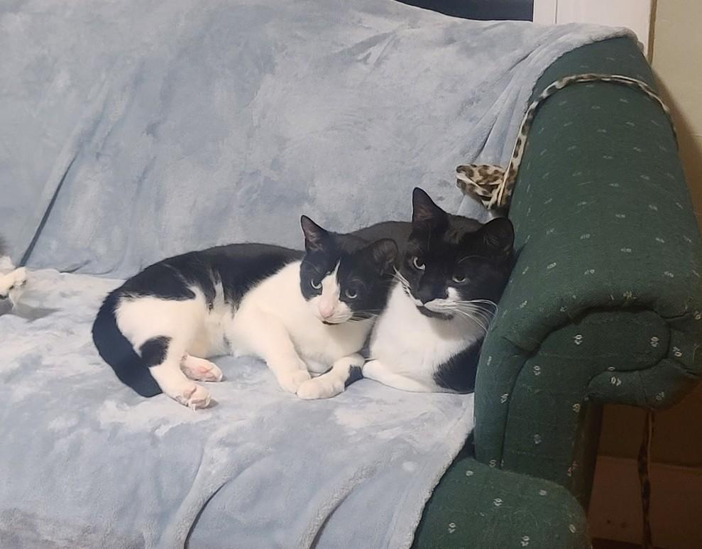 Stitch & Lilo, Adoptable, Adult Male Tuxedo.