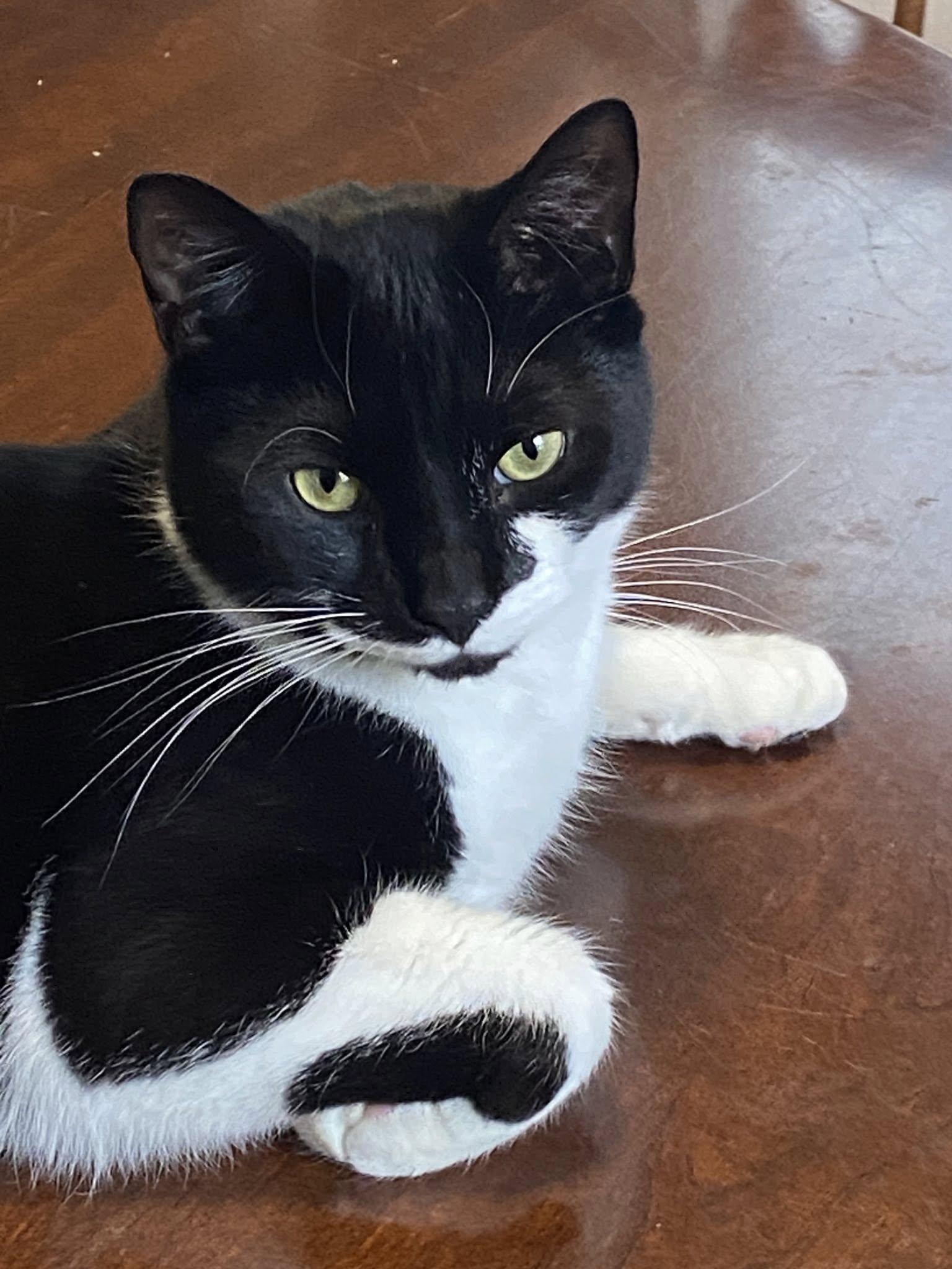 Stitch & Lilo, a Adoptable Tuxedo in Bath, ME image 3/5