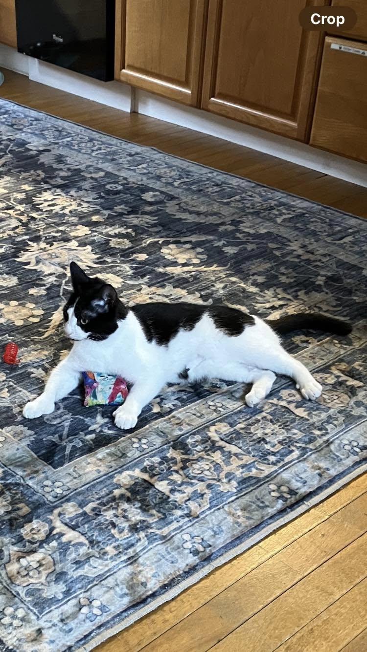 Stitch & Lilo, a Adoptable Tuxedo in Bath, ME image 4/5