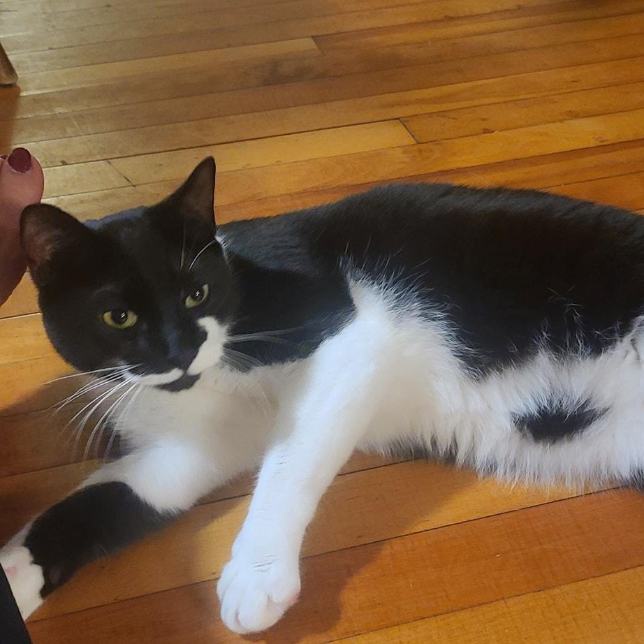 Stitch & Lilo, a Adoptable Tuxedo in Bath, ME image 5/5