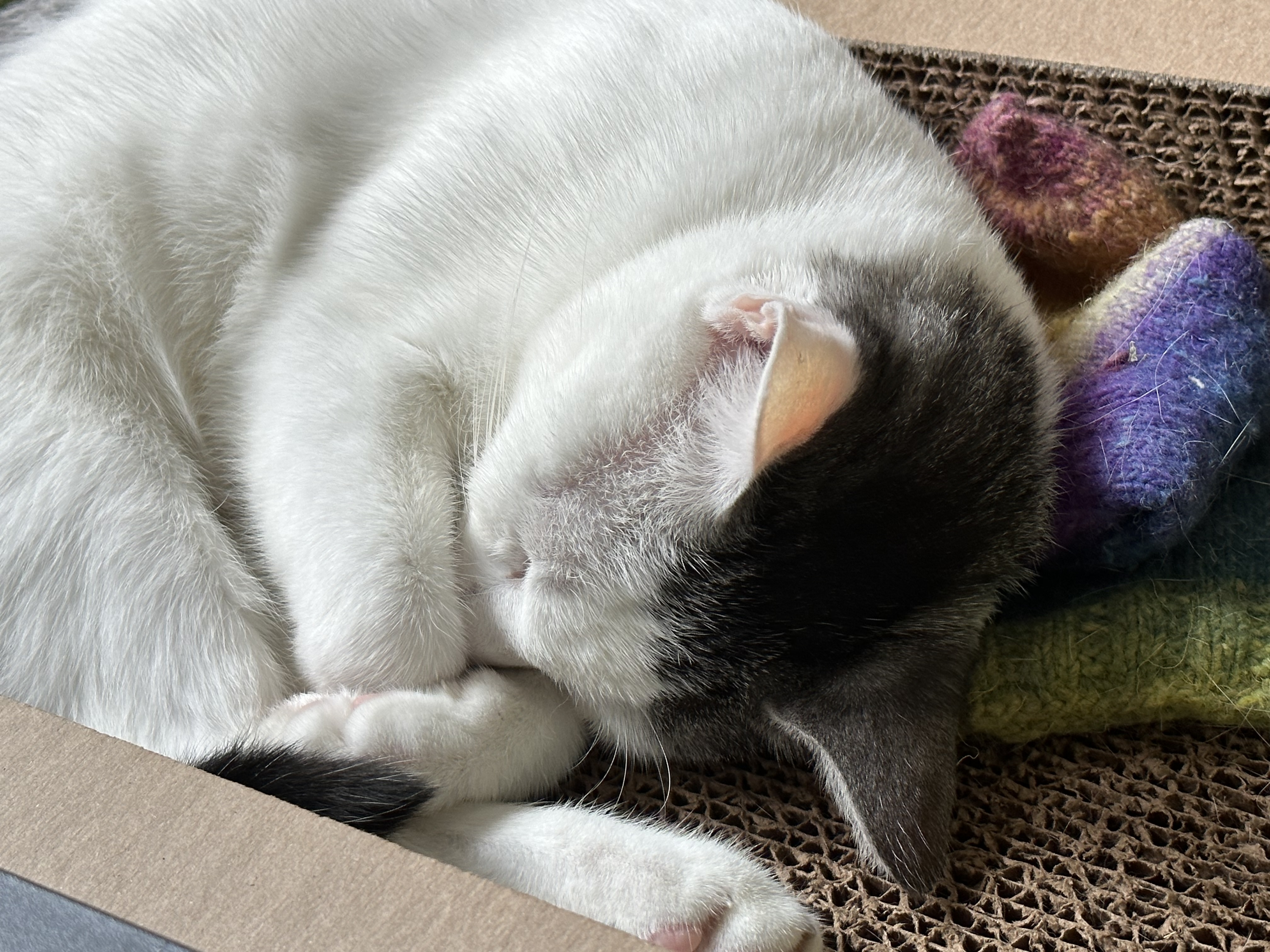 Lottie, adopted, Young Female Domestic Short Hair.