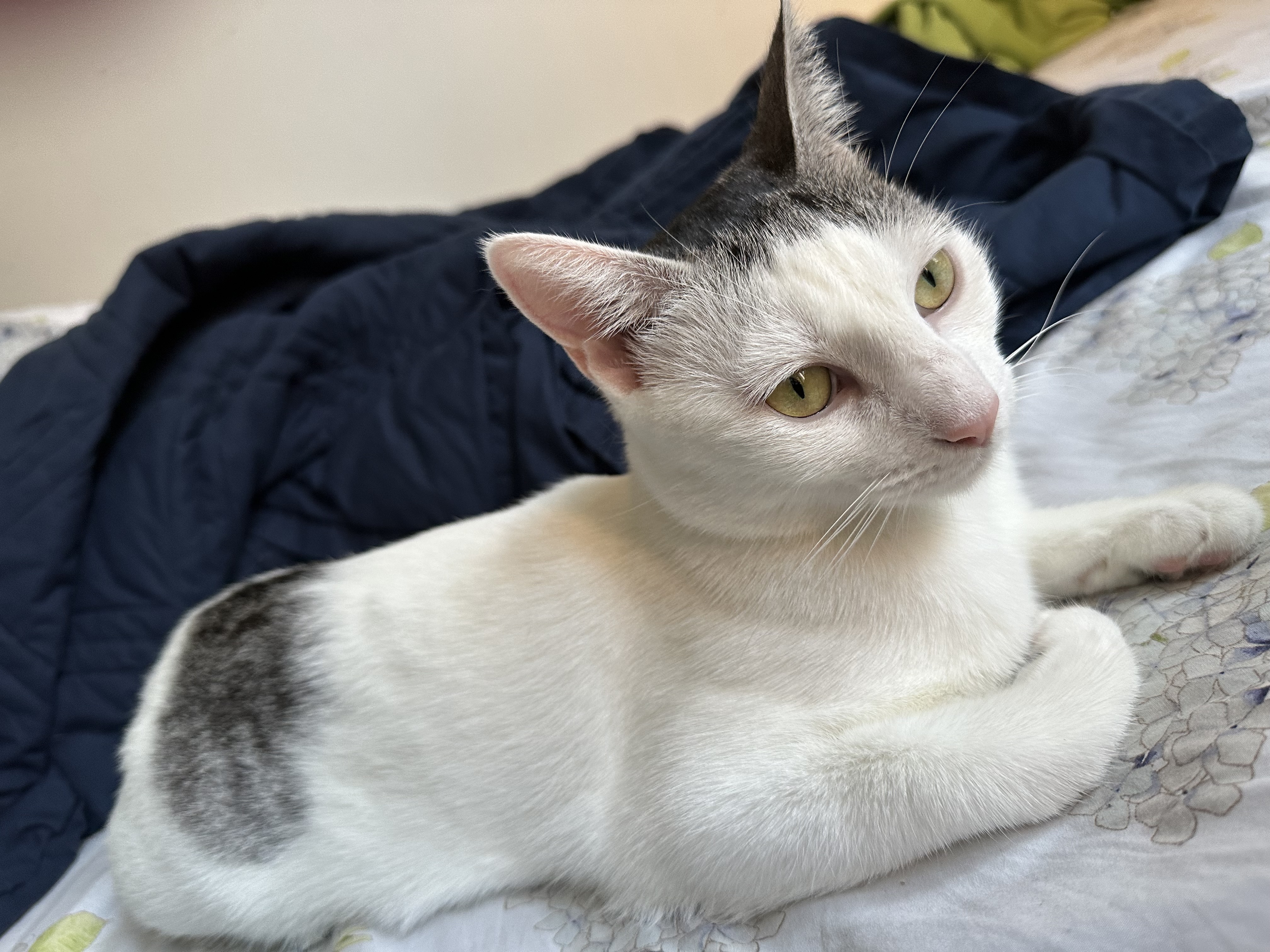 Lottie, an adopted Domestic Short Hair in Brooklyn, NY image 2/5