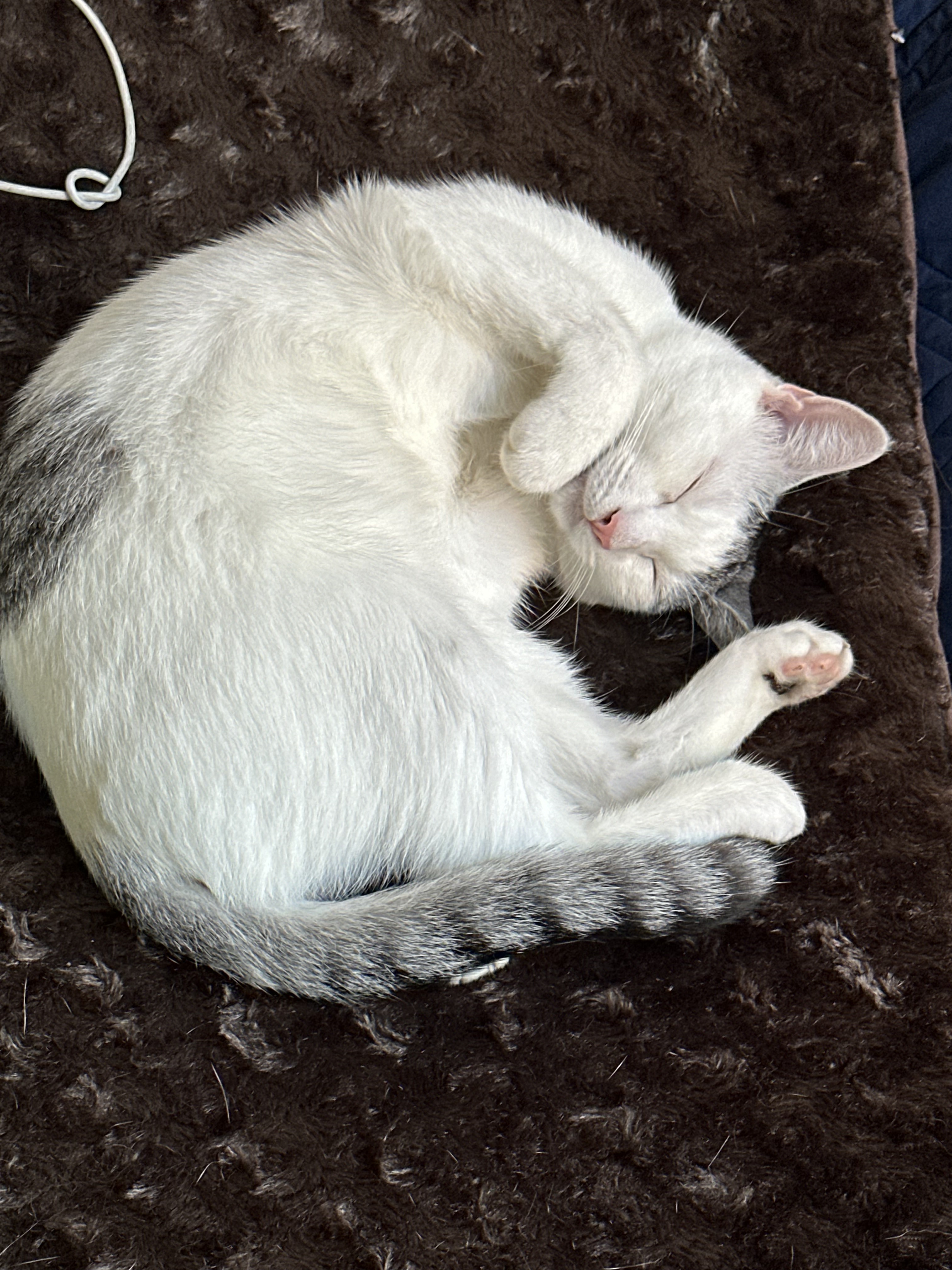 Lottie, an adopted Domestic Short Hair in Brooklyn, NY image 3/5