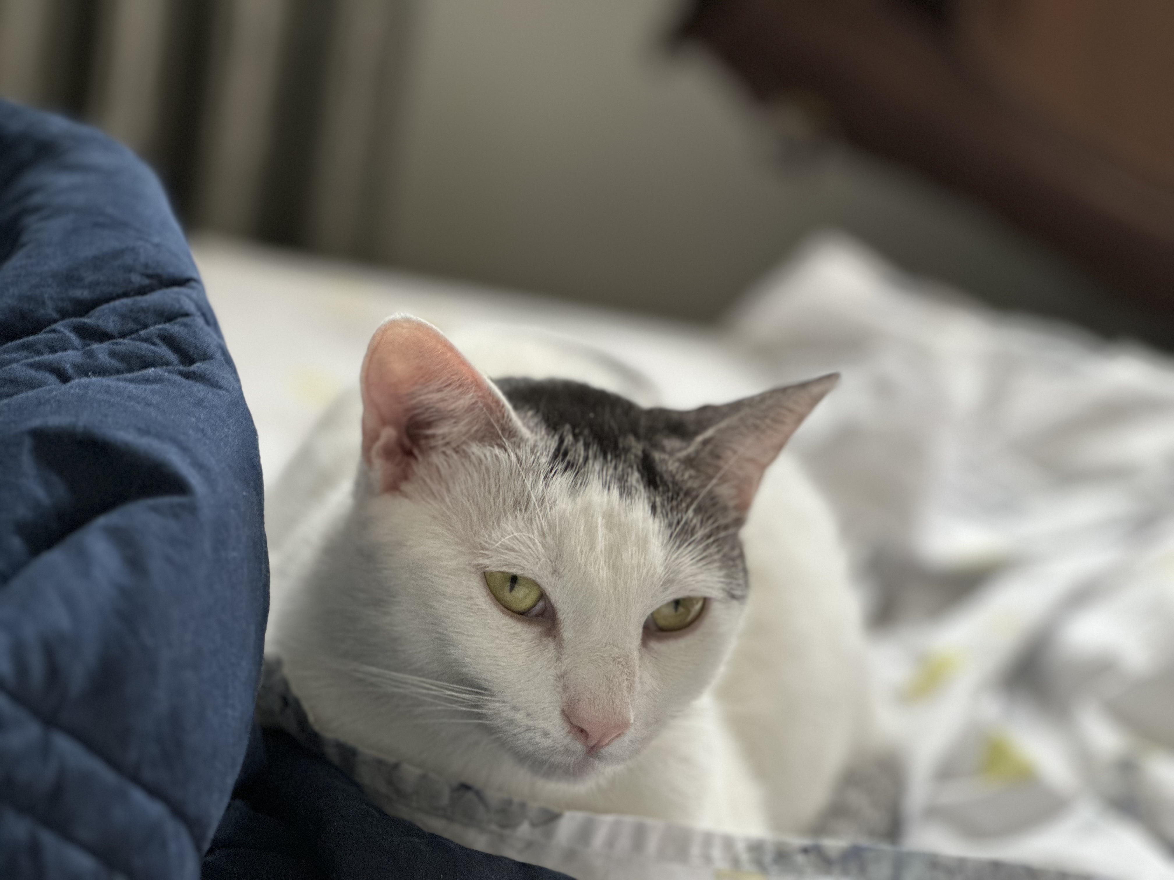 Lottie, an adopted Domestic Short Hair in Brooklyn, NY image 4/5
