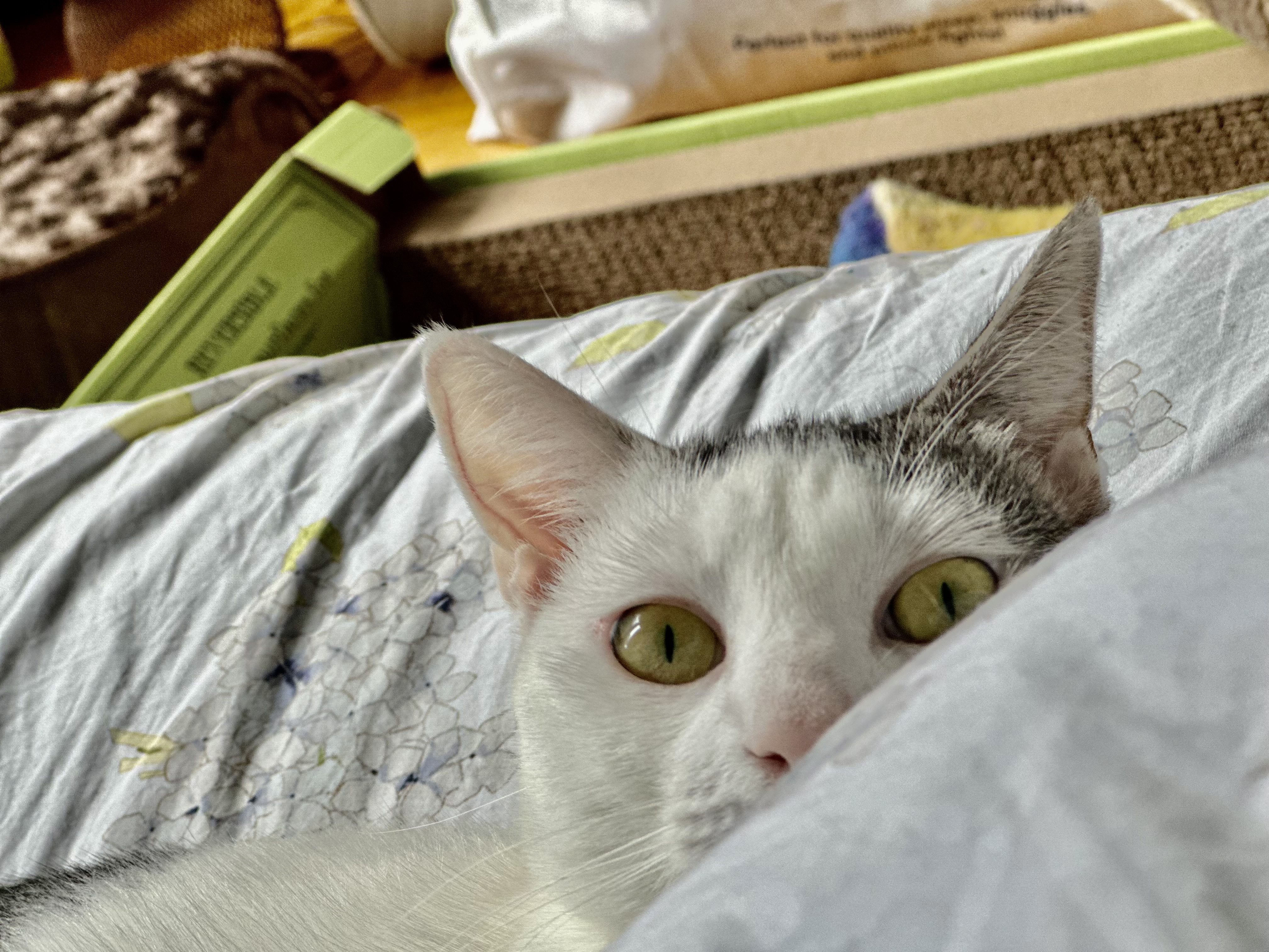 Lottie, an adopted Domestic Short Hair in Brooklyn, NY image 5/5