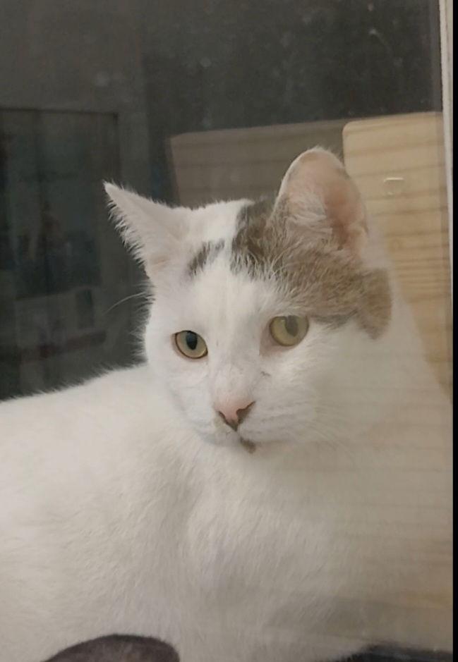 Kip, Adoptable, Adult Male Tabby & Domestic Short Hair.