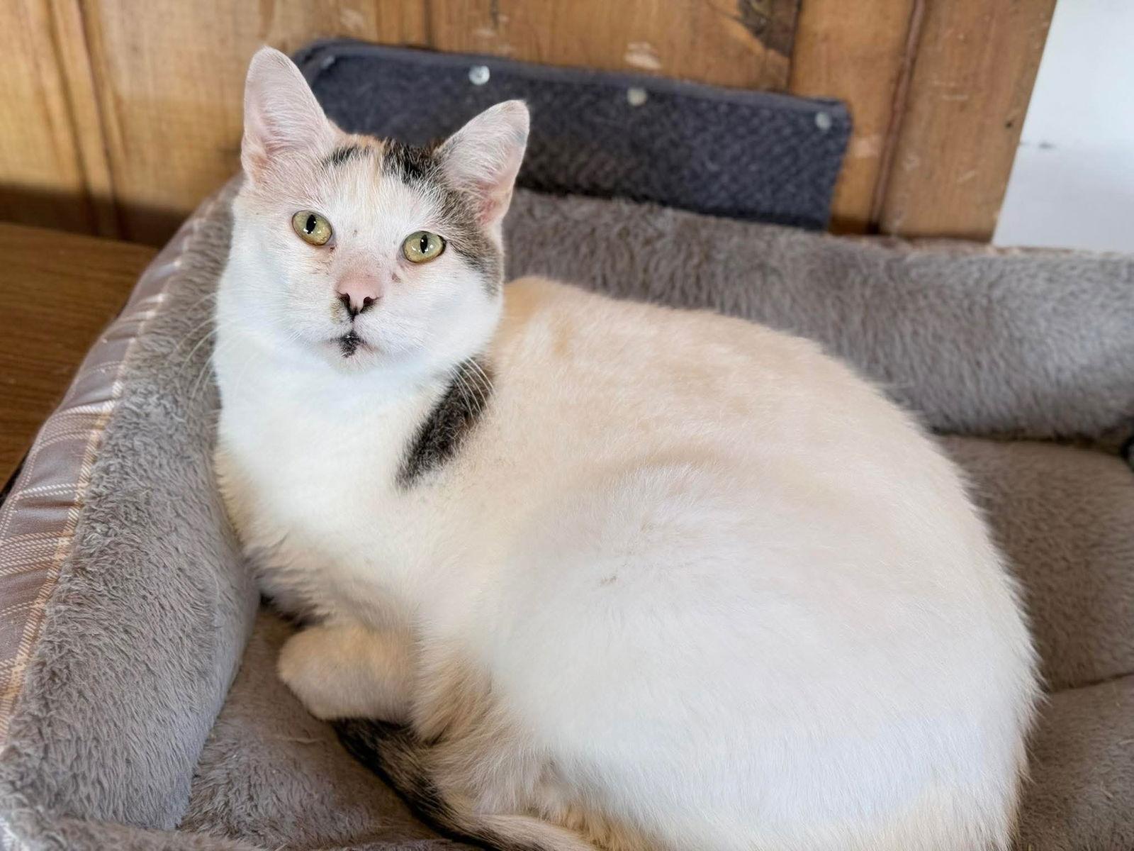 Enlarge Kip, a Adoptable mixed breed in Bay City, MI image 1/1