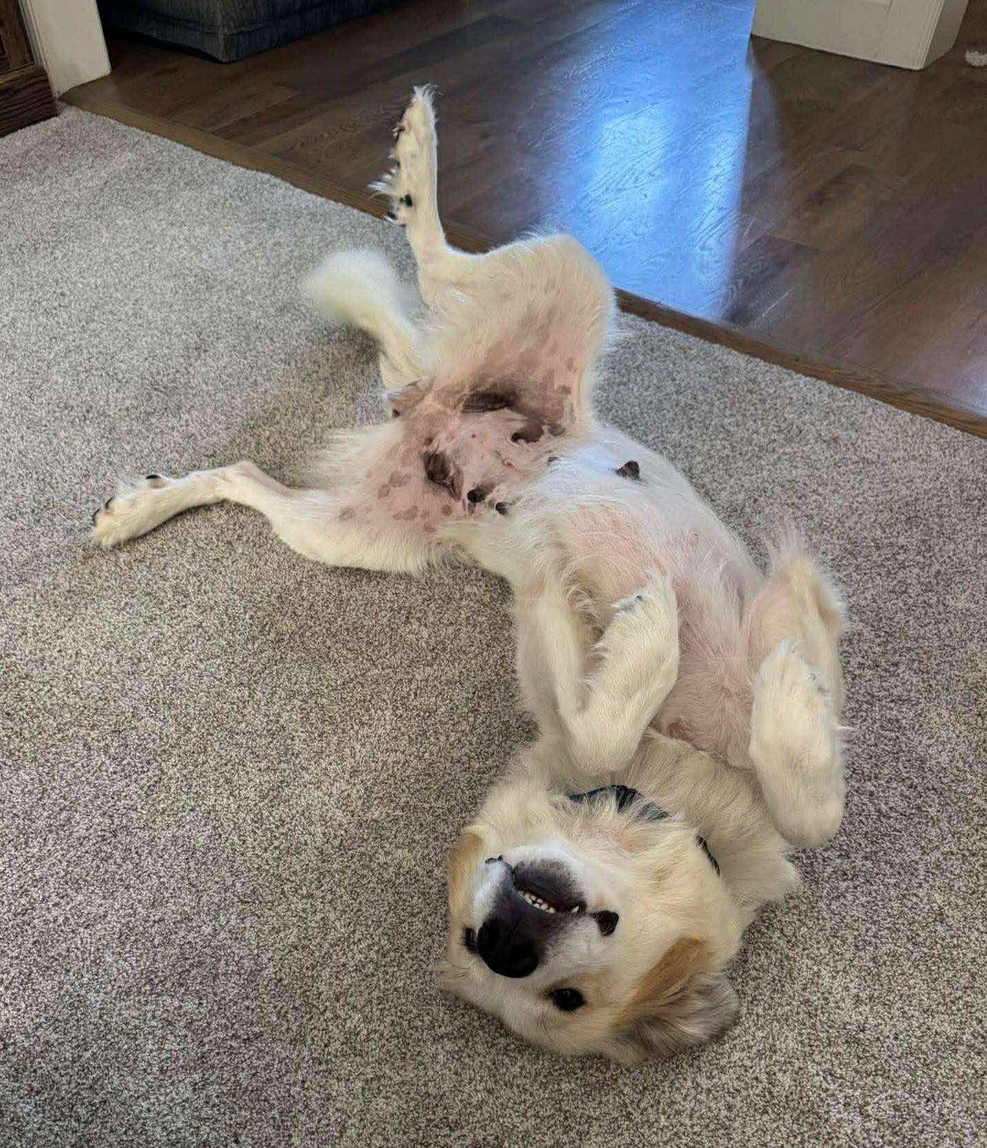 Enlarge Aliza, an adopted Great Pyrenees in Kiowa, OK image 2/6