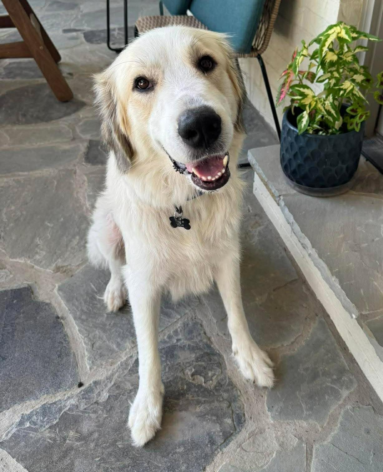 Enlarge Aliza, an adopted Great Pyrenees in Kiowa, OK image 4/6