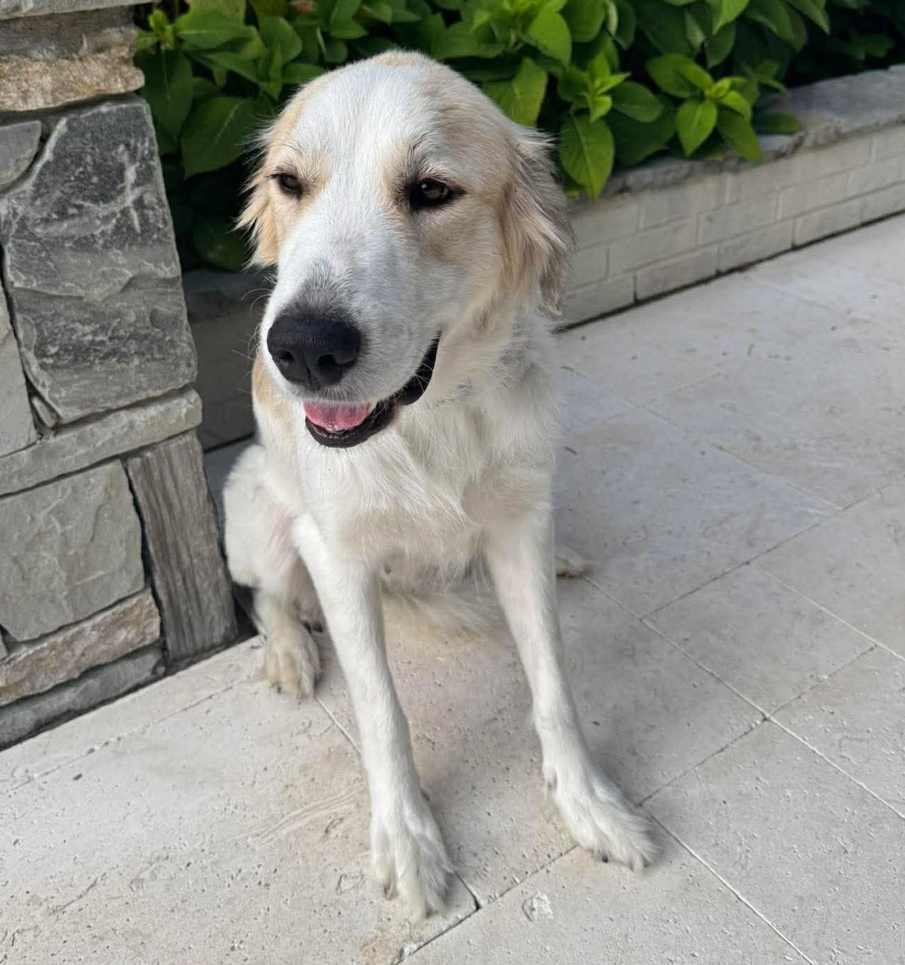 Enlarge Aliza, an adopted Great Pyrenees in Kiowa, OK image 3/6