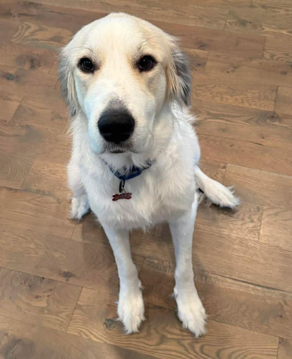 Enlarge Aliza, an adopted Great Pyrenees in Kiowa, OK image 5/6