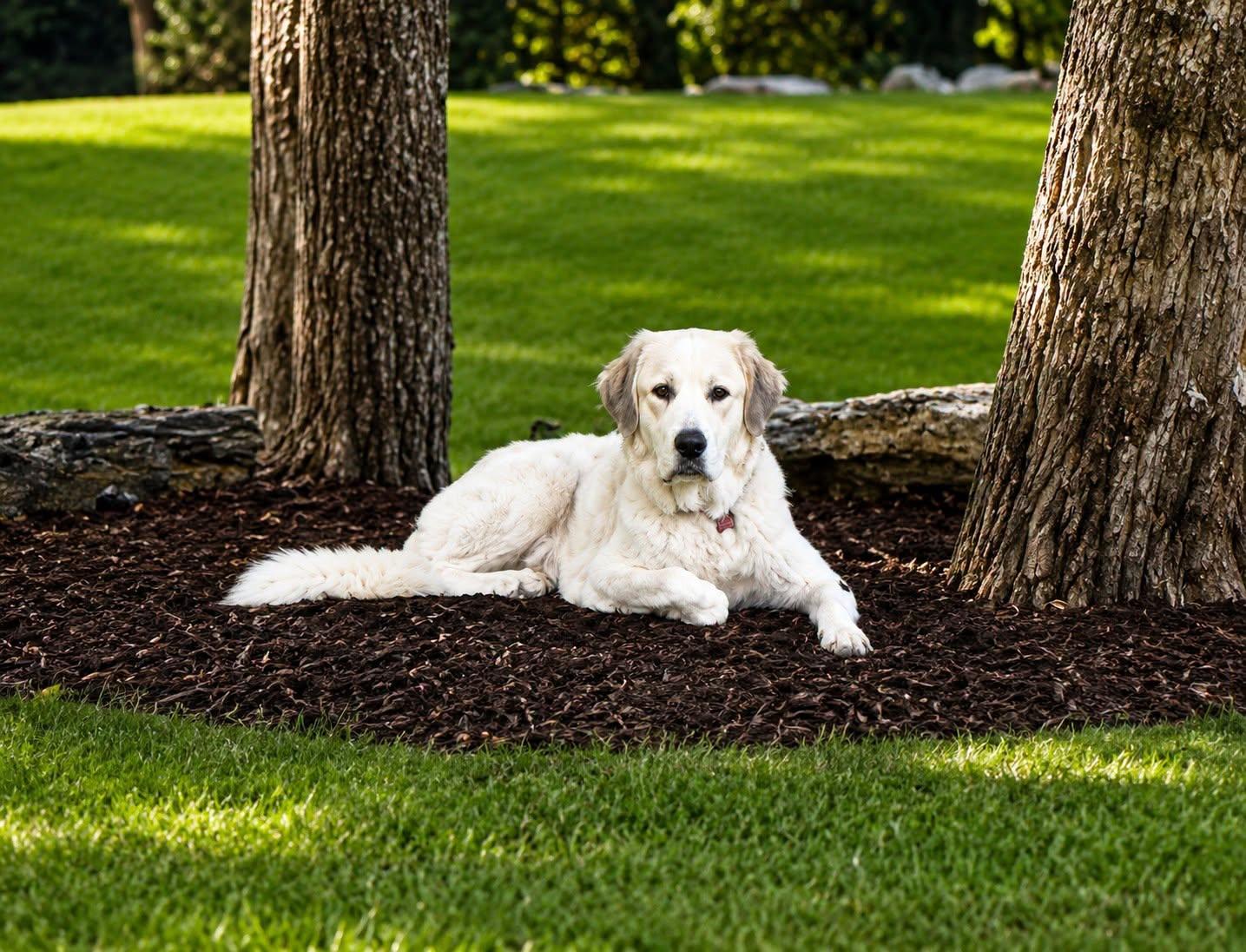 Aliza, adopted, Young Female Great Pyrenees.