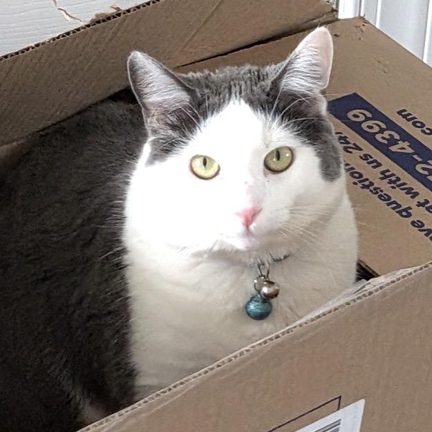 Mr. Biscuit, Adoptable, Adult Male Domestic Short Hair.